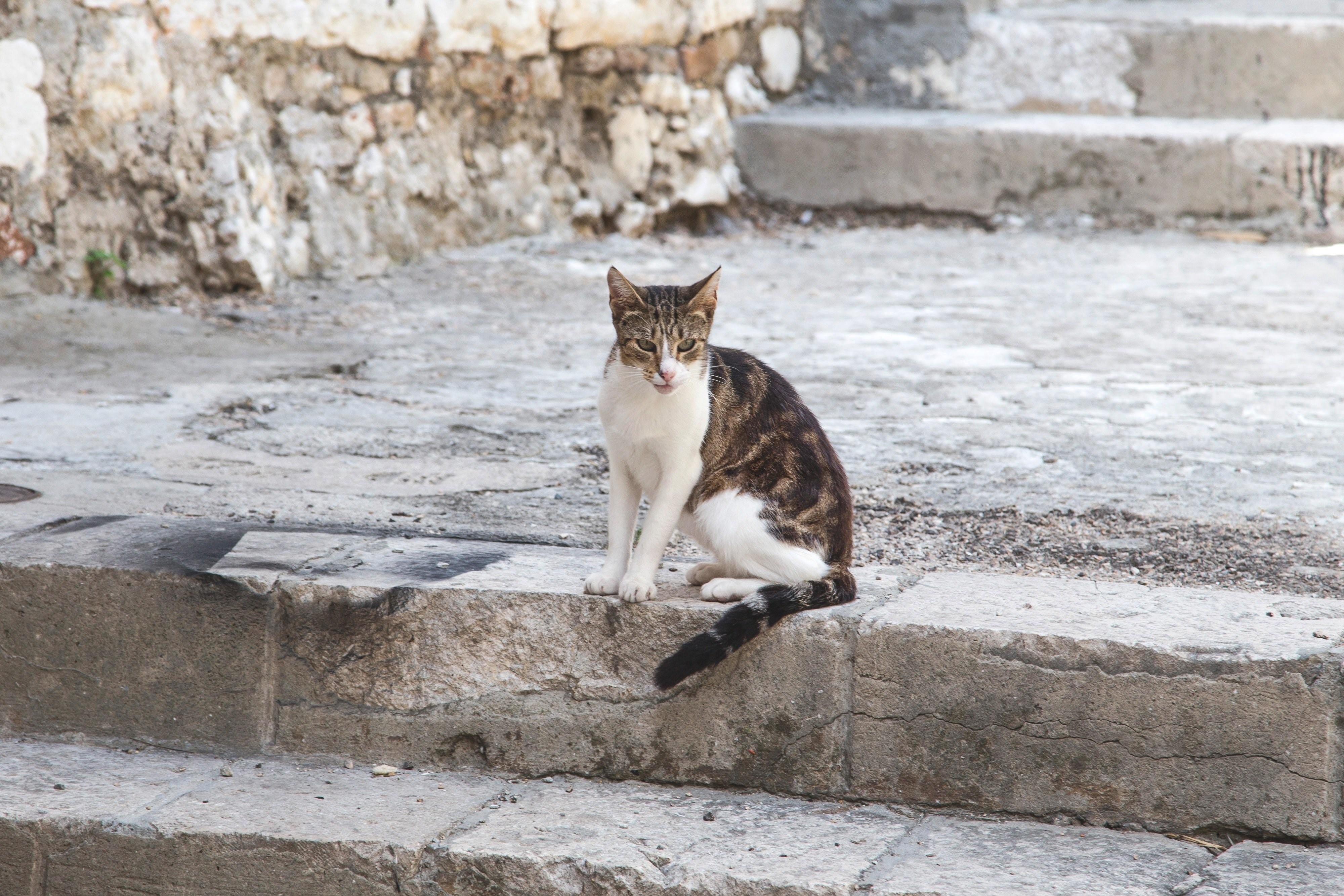 Картинки кошек на улице