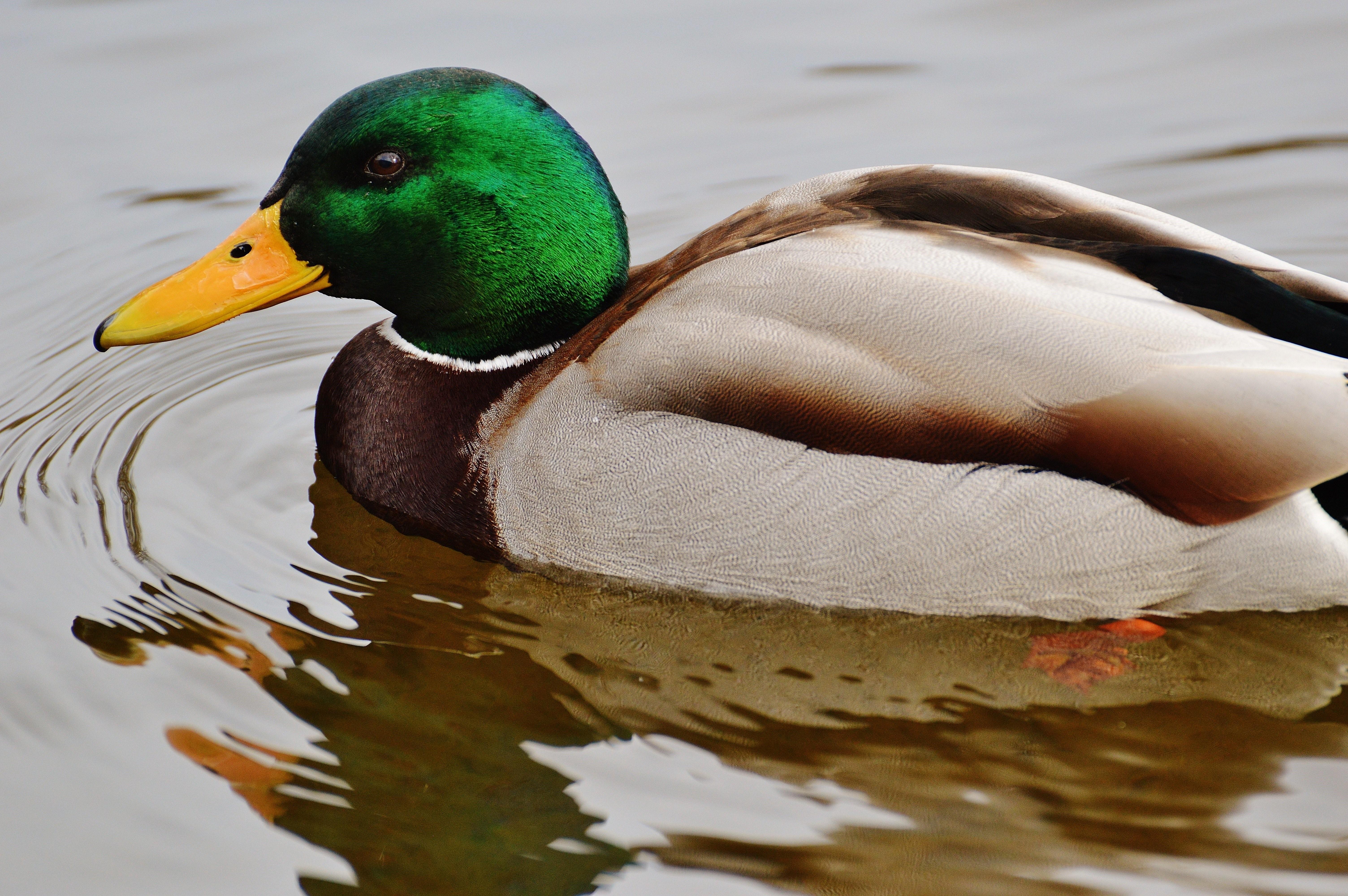 Duck. Селезень Кэркем. Утка селезень утенок домашние птицы. Цветная утка. Красивые породы уток.