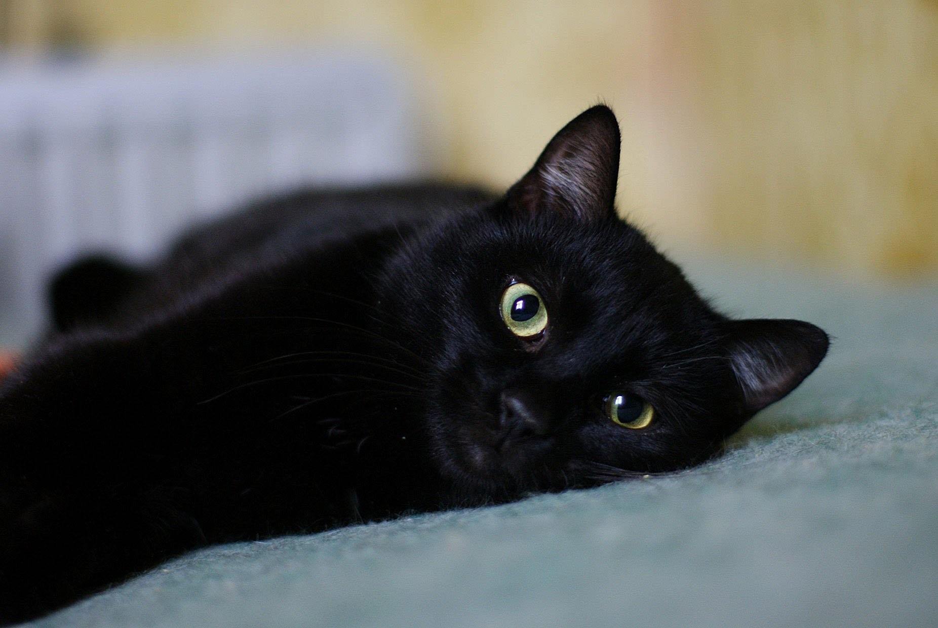 Взять черную кошку. Бомбейская кошка длинношерстная. Черный гладкошерстный кот. Американская короткошёрстная кошка черная. Бомбейская кошка черно белая.