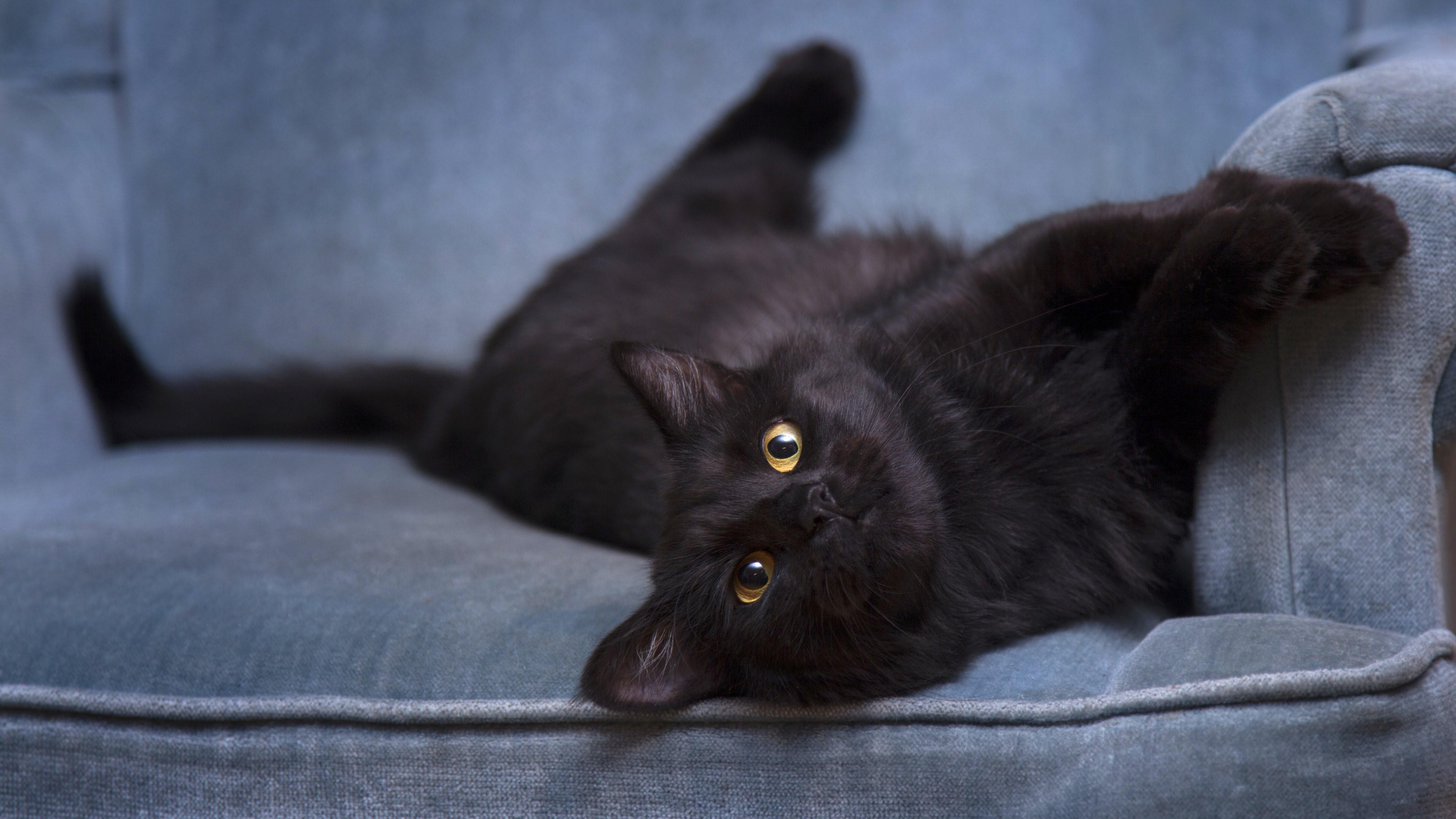 черный кот лежит на диване