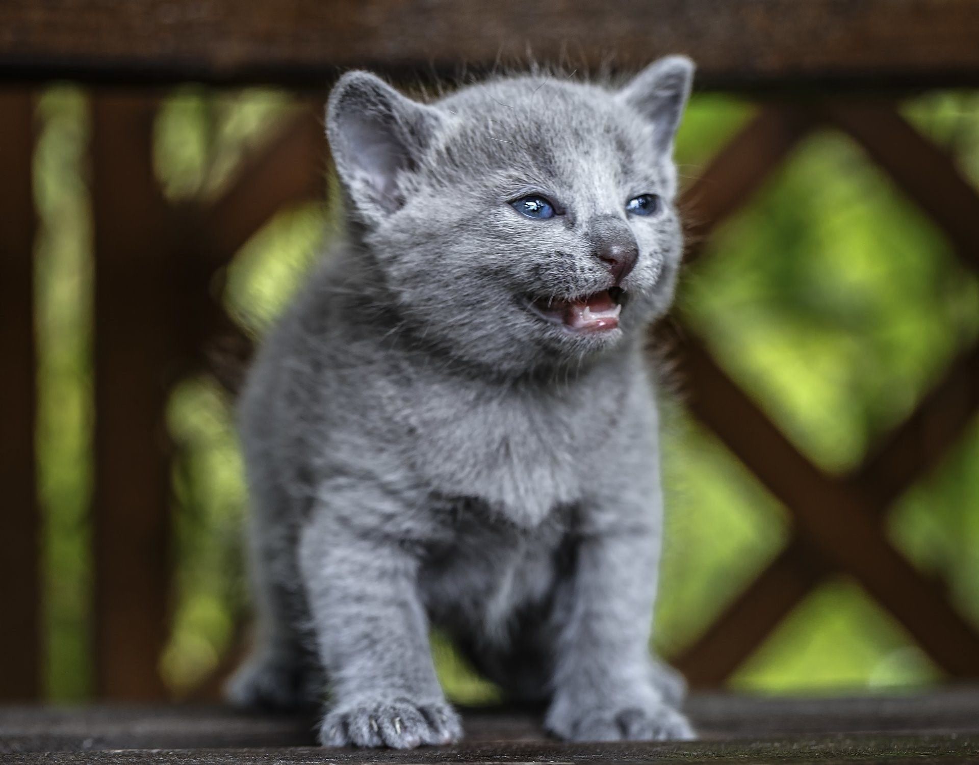 Фото котят голубая русская фото