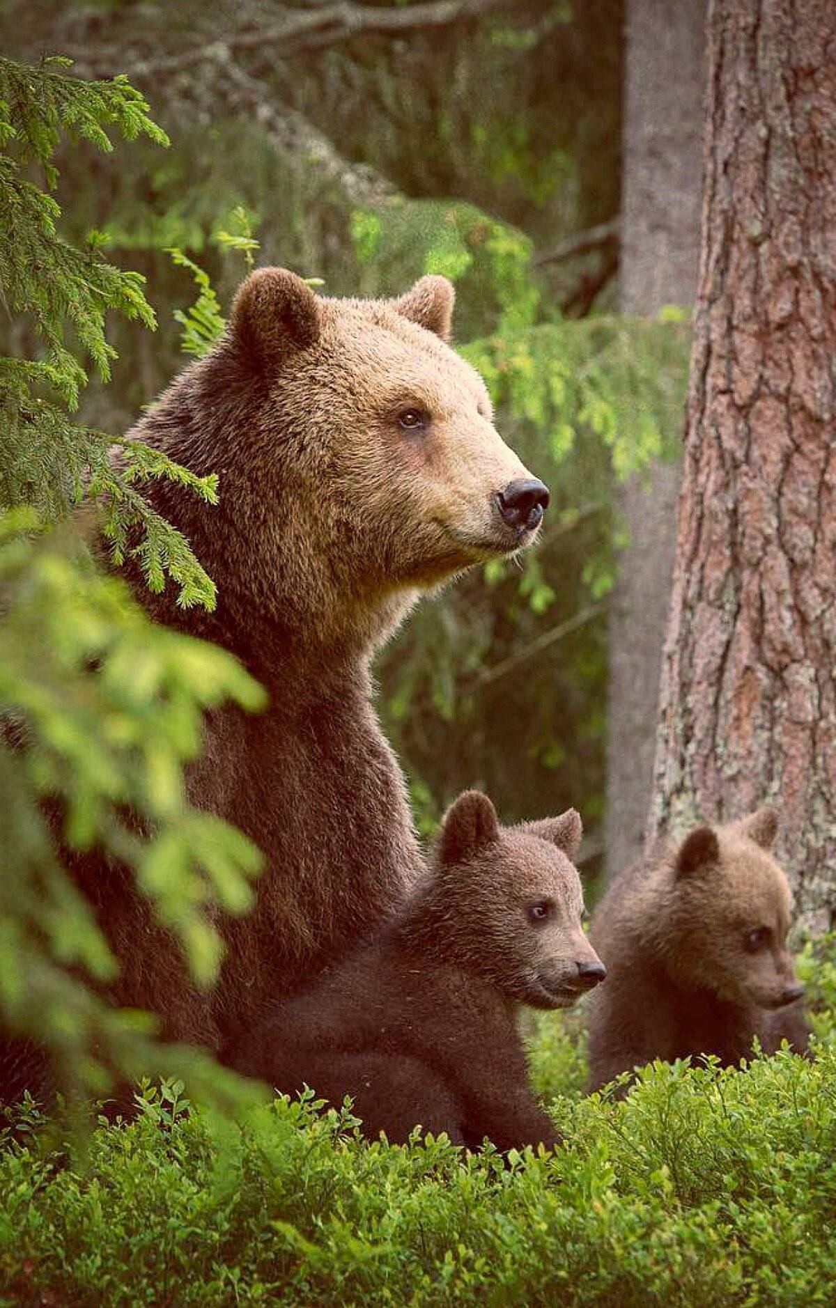 Фотографии 3 медведей. Бурый медведь с медвежатами в лесу. «Медведица с медвежатами» Кемерово. Медведицасмедвижатами. Медведицас медведатами.