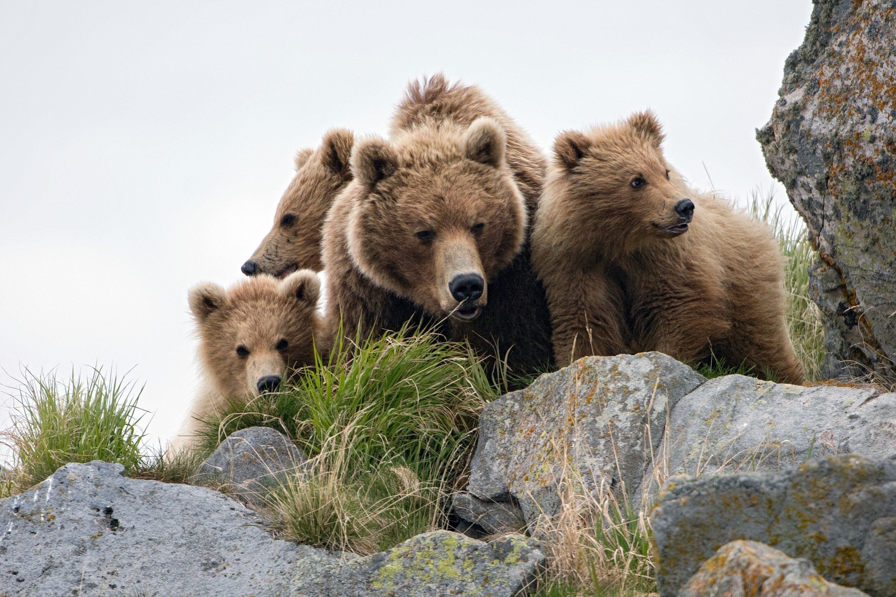 Фотографии 3 медведей. Бурый медведь Камчатки. Камчатский бурый медведь. Семья медведей. Медведица с медвежатами.