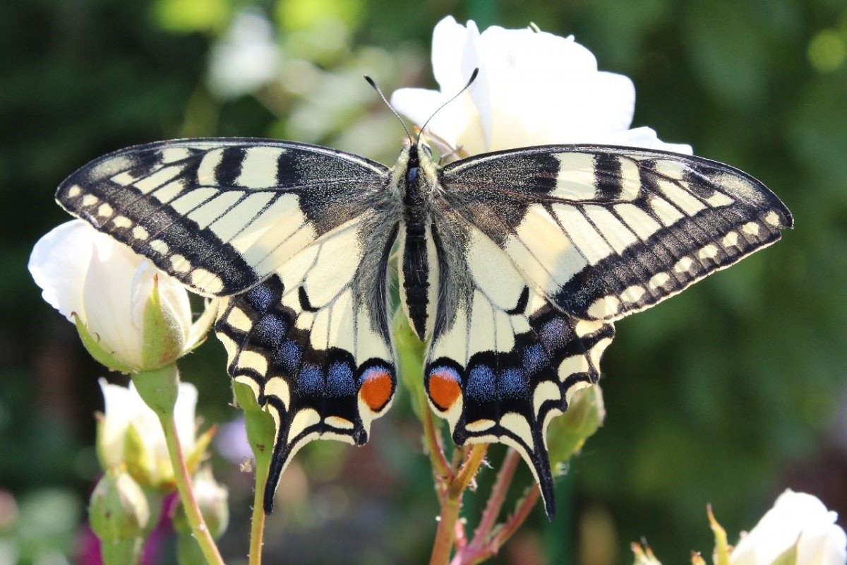 Бабочка Махаон обыкновенный