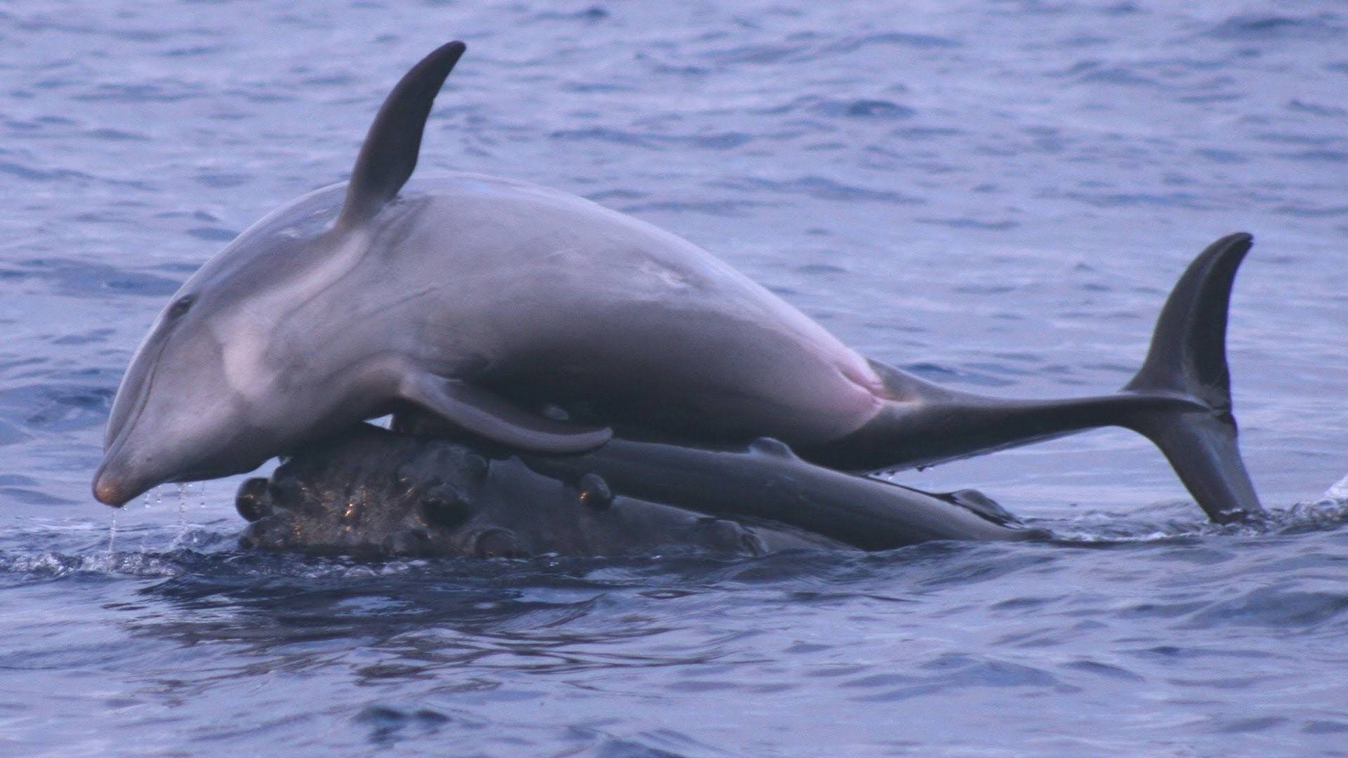 сколько длится оргазм у дельфинов фото 79