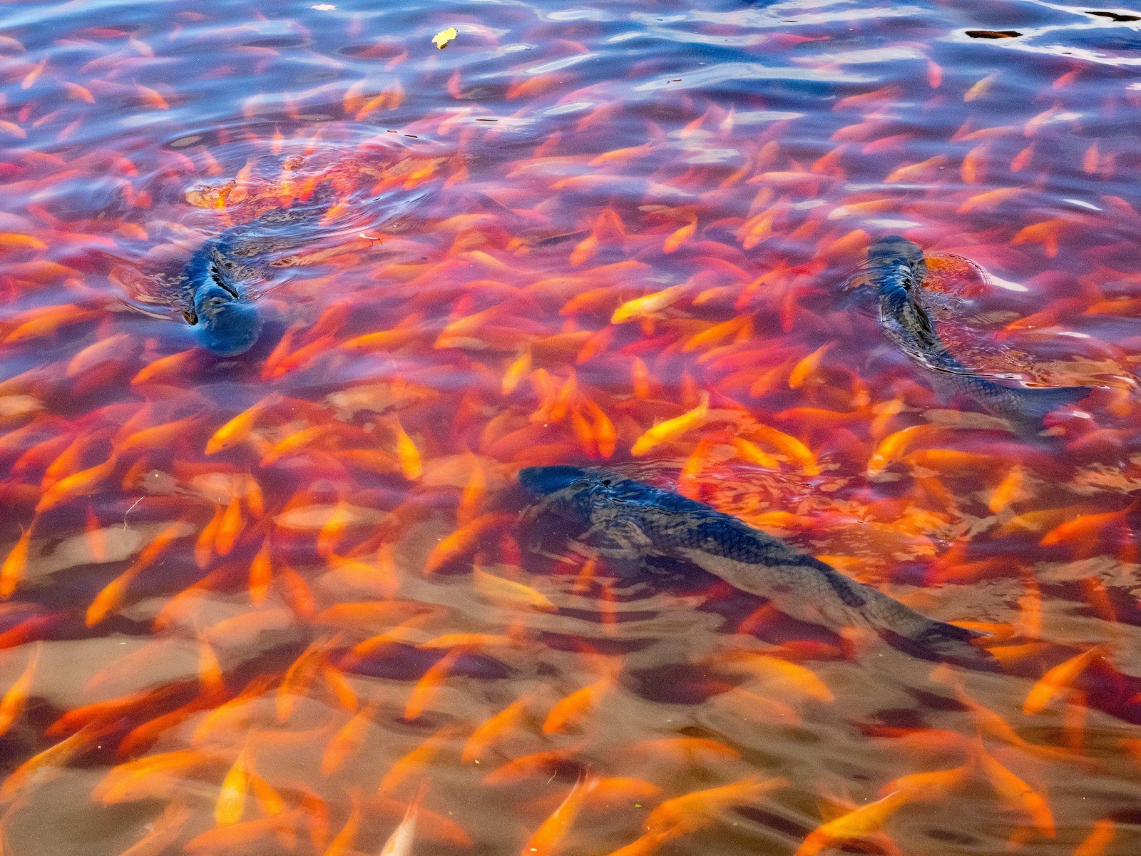 рыбка в воде фото