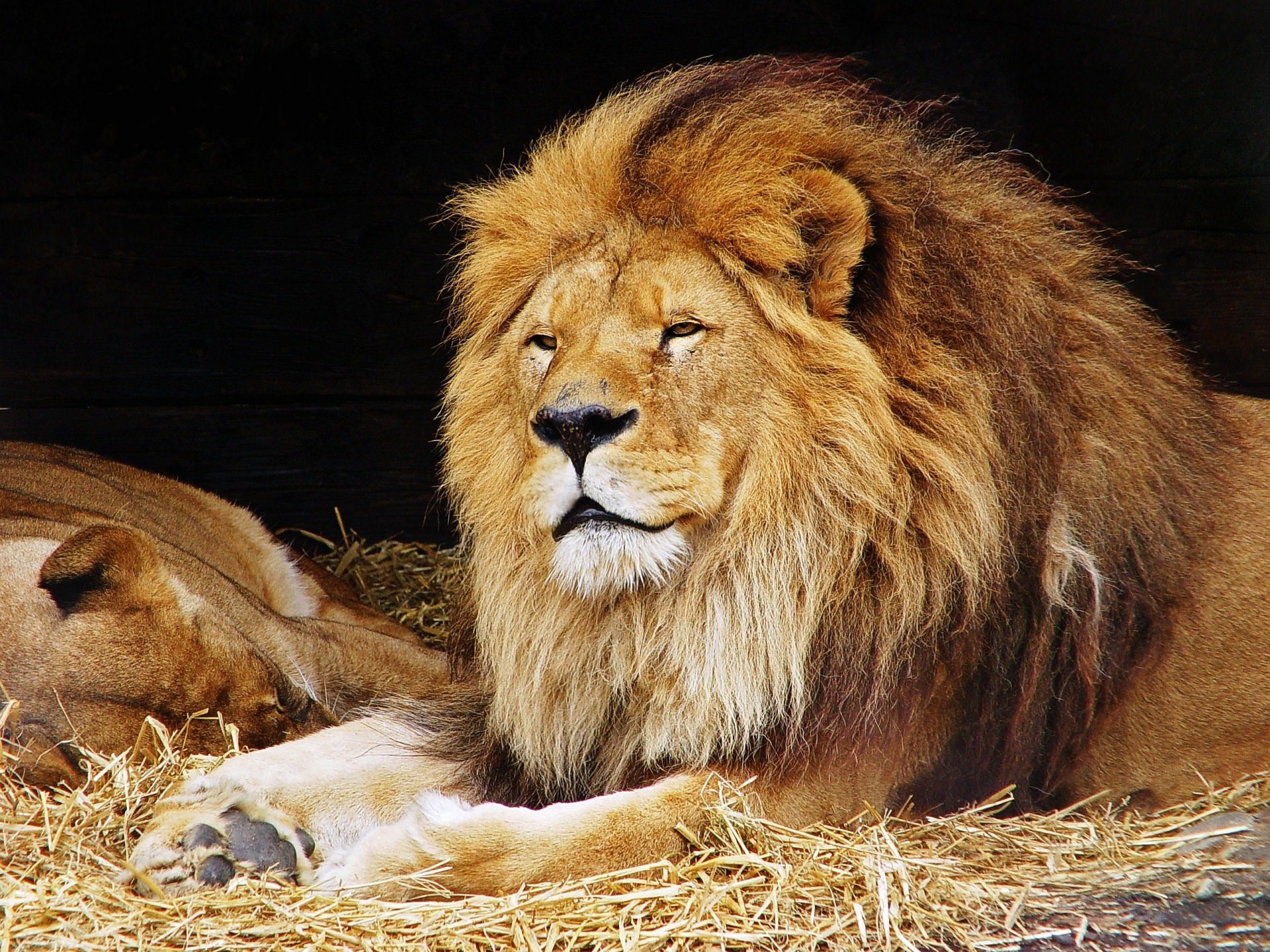 Лев какое млекопитающие