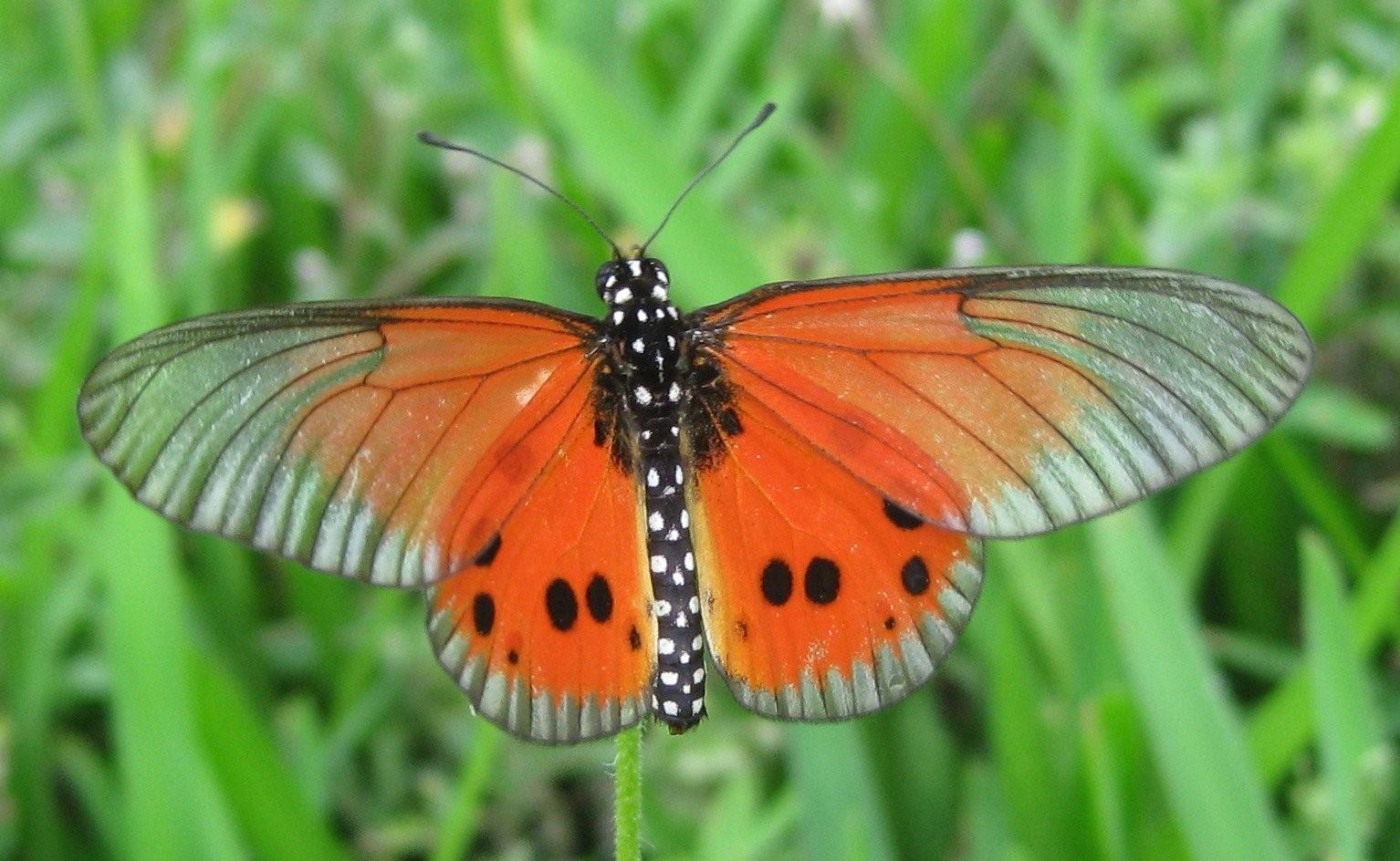 ядовитые бабочки фото с названиями