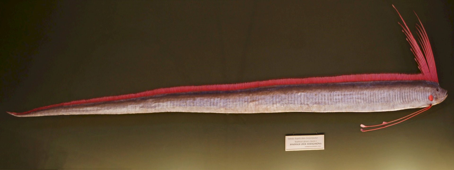 Самая длинная рыба в мире фото