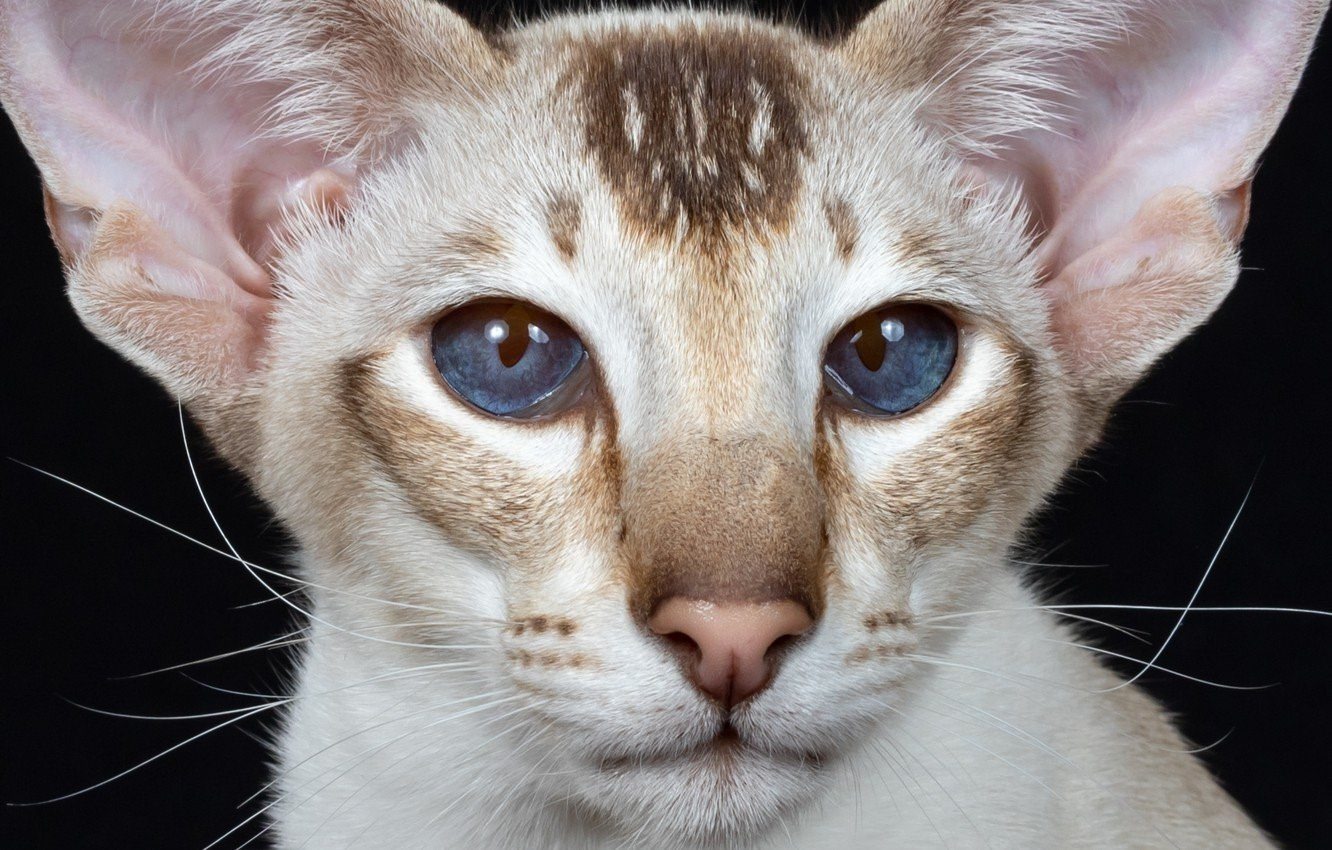 Самые страшные породы кошек с фотографиями и названиями