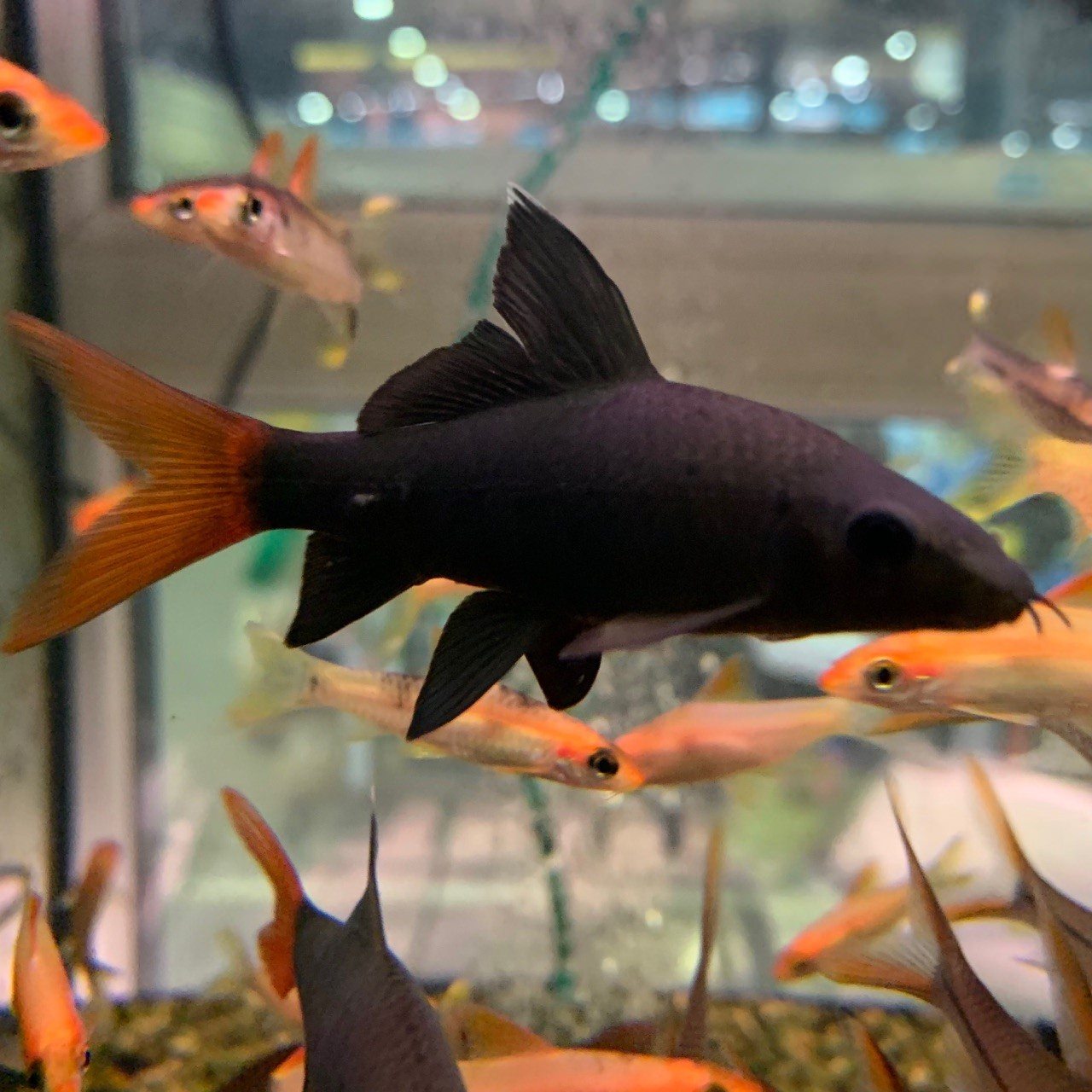 лабео рыбка аквариумная фото