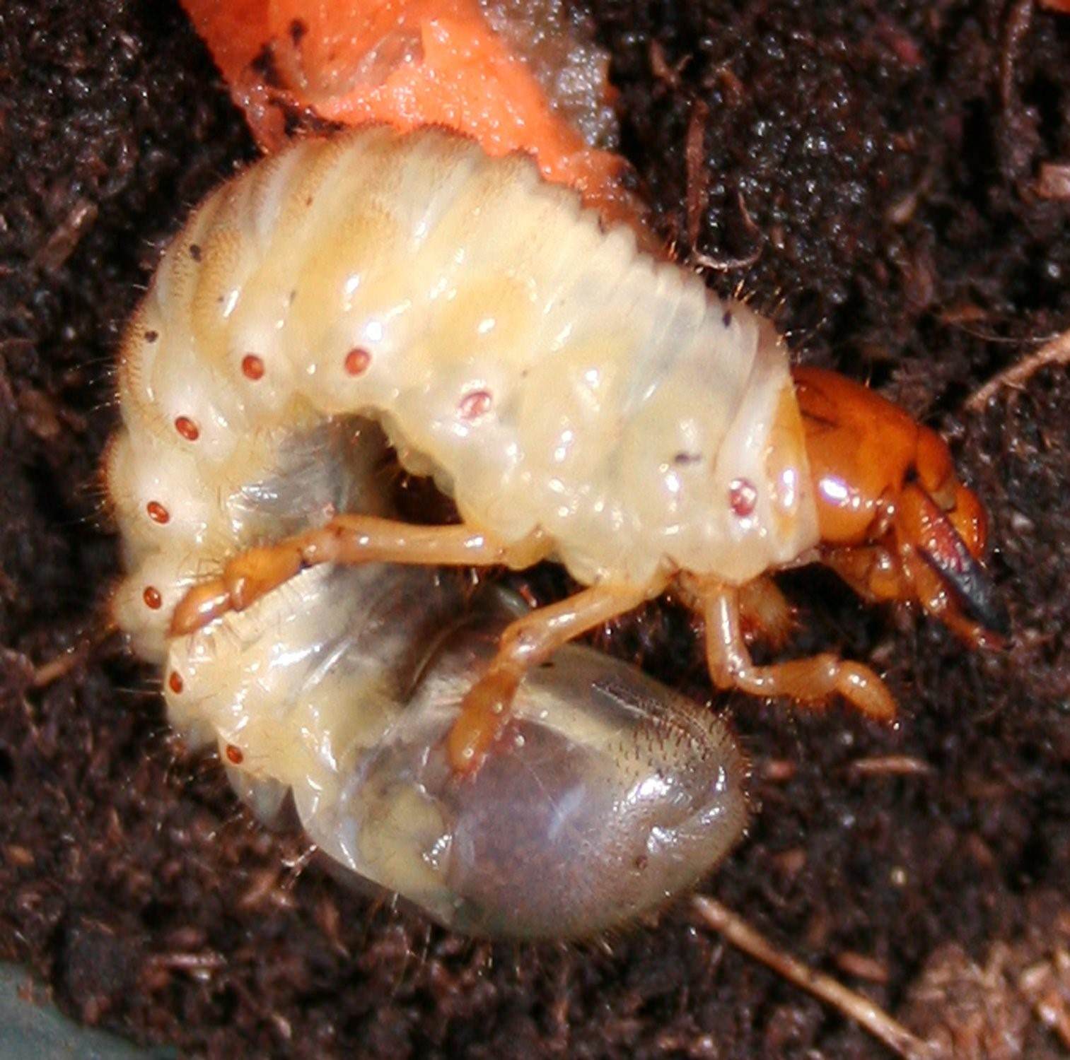 личинки жуков фото
