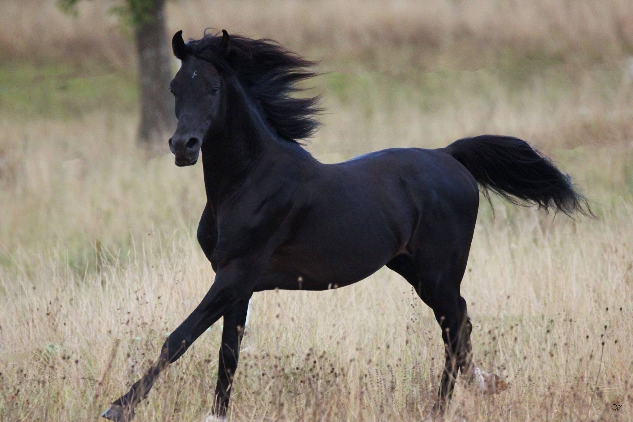 Про черного коня. Арабская Скаковая лошадь. Арабский скакун. Арабская Скаковая черная. Черная Скаковая лошадь.