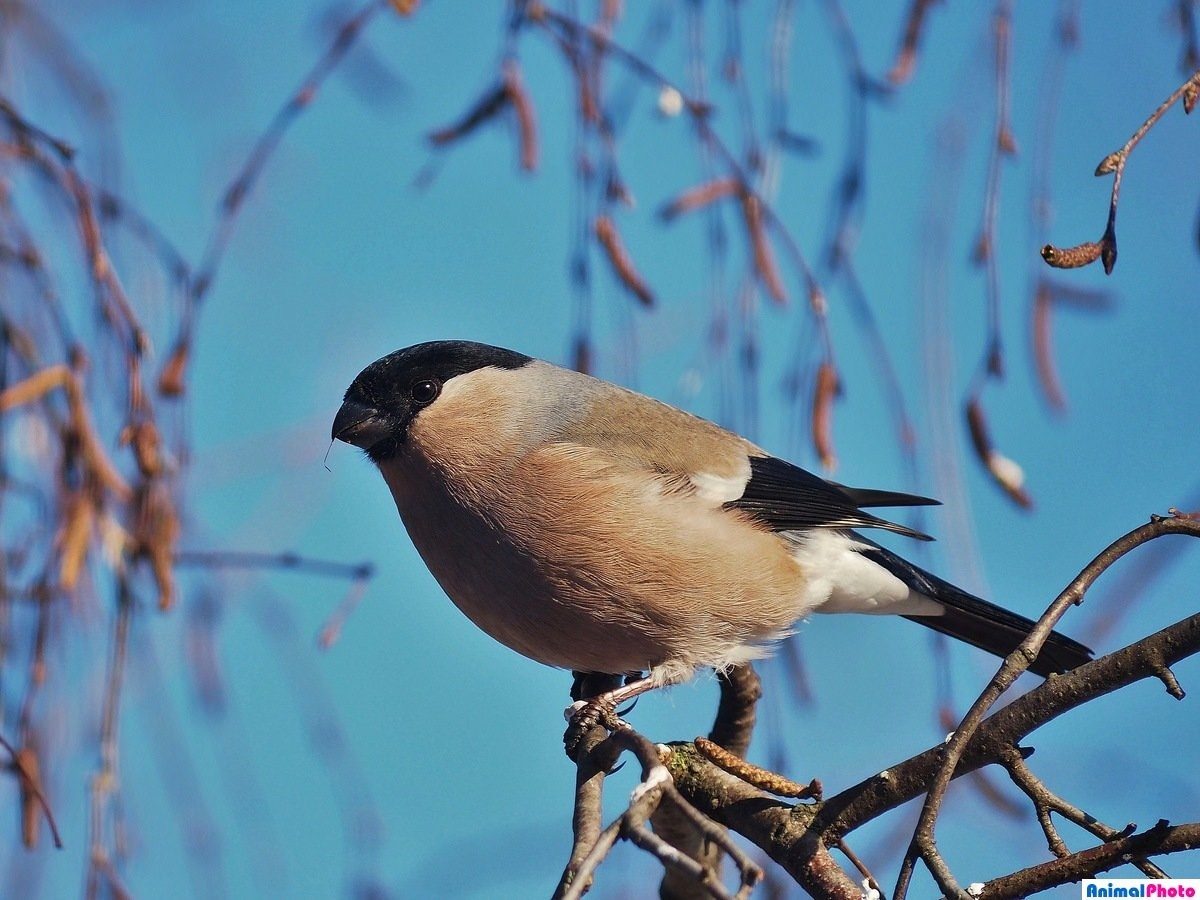 Зимующие птицы вологодской области фото и названия