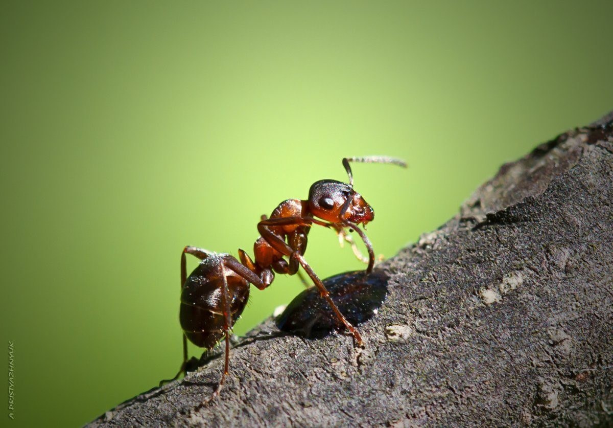 Муравей фото. Рыжий Лесной муравей Муравейник. Муравей отшельник. Красный Лесной муравей. Муравьи трофоллаксис.