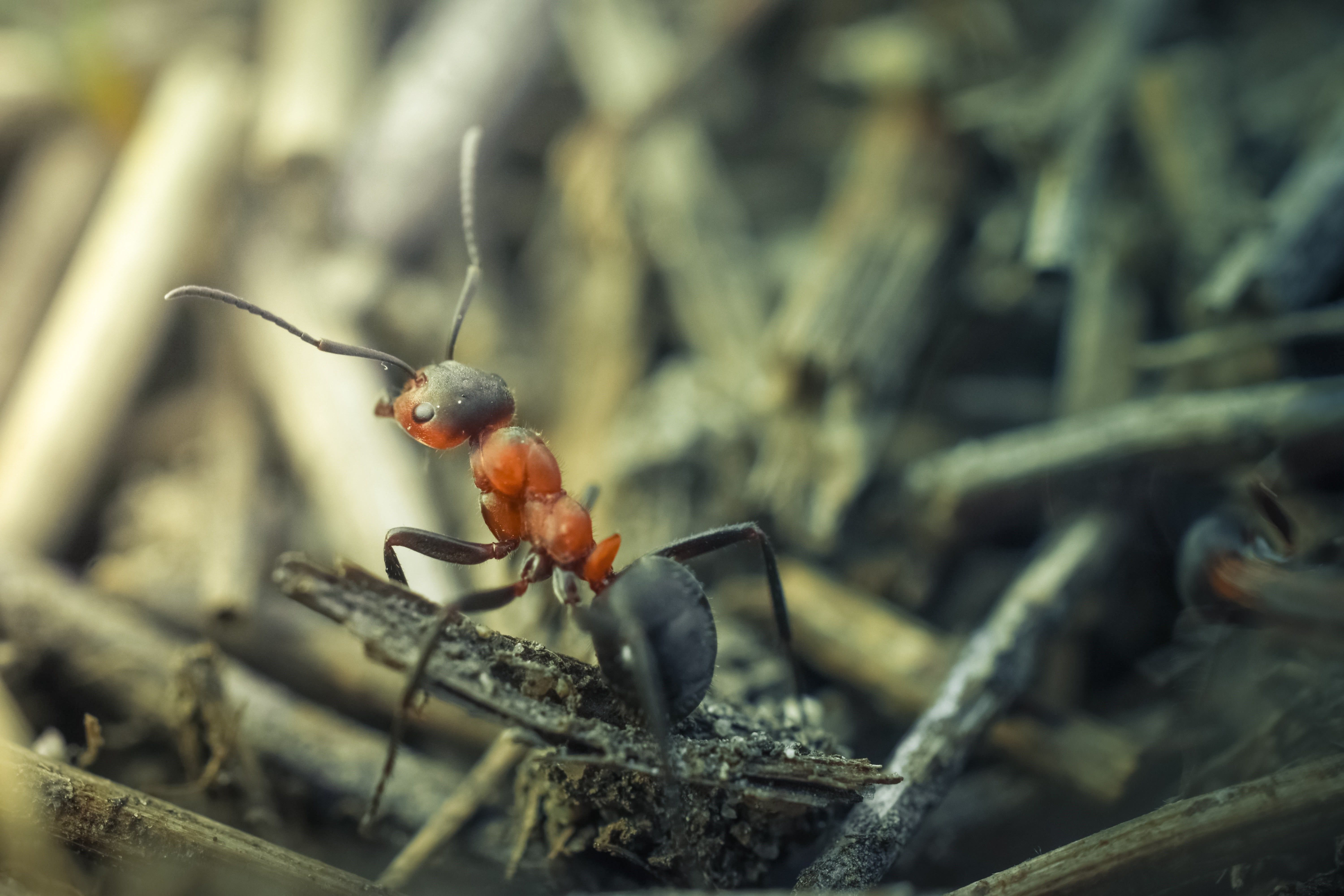 Муравей фото. Бурый Лесной муравей. Насекомые муравей. Муравей макро. Муравей Макросъемка.