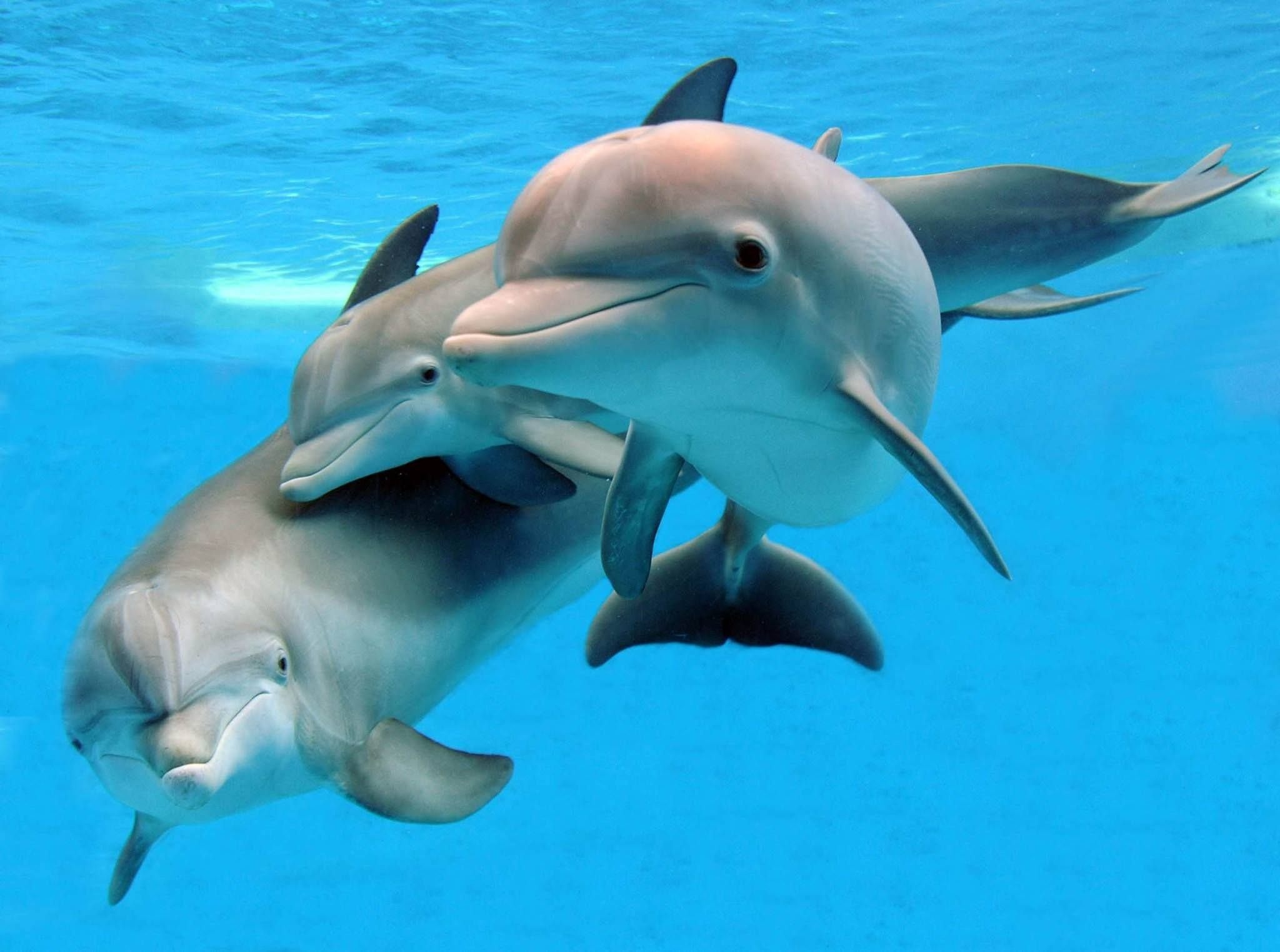 Дельфин И Дельфиненок