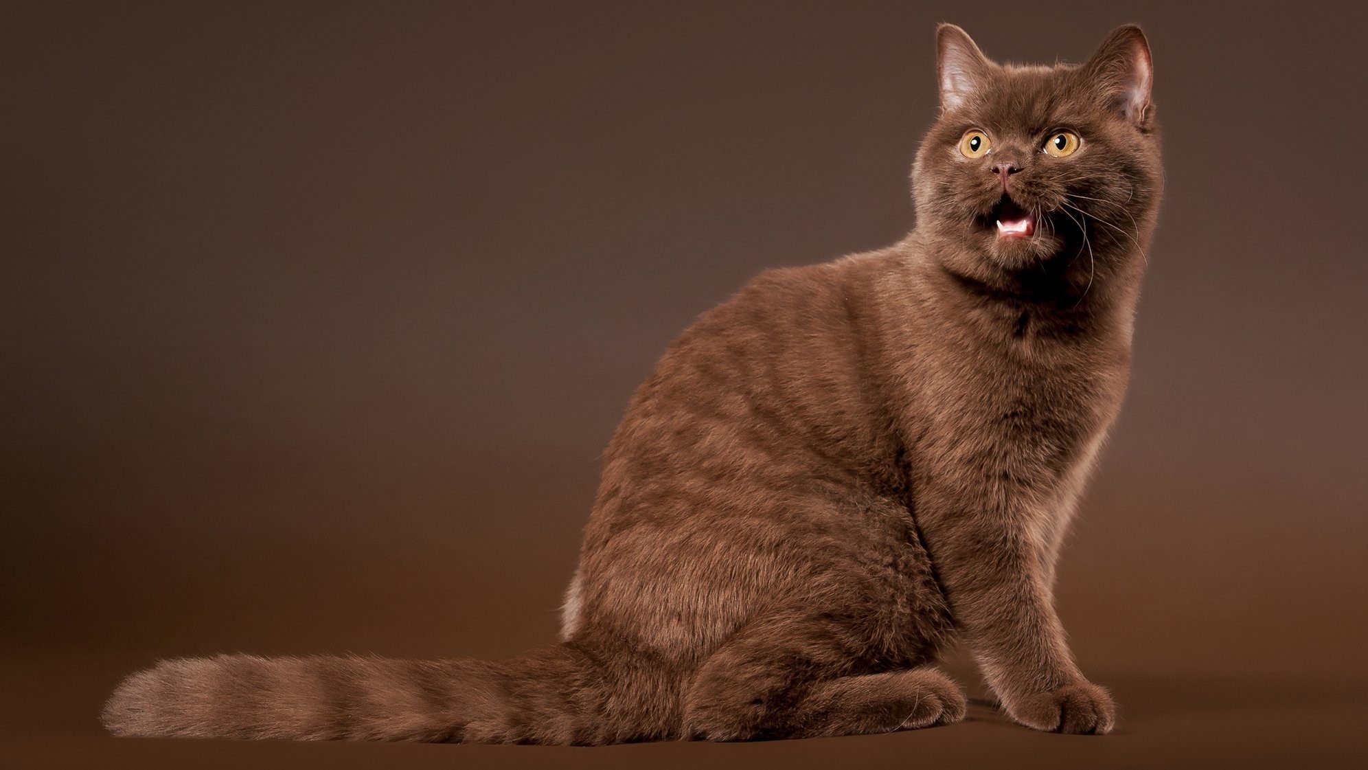 Шоколадные кошки фото. Порода кошек шоколадный британец. Британская кошка шоколадный Солид. Окрас шоколадный Солид. Британская окрас Солид.