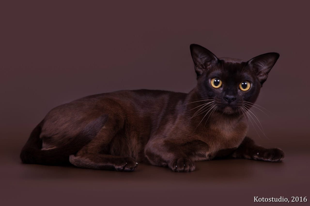 Бурманская кошка шоколадная. Бурма кошка. Бурманская кошка европейская. Европейская Бурма кошка соболиный окрас. Бурманская кошка европейская Соболиная.