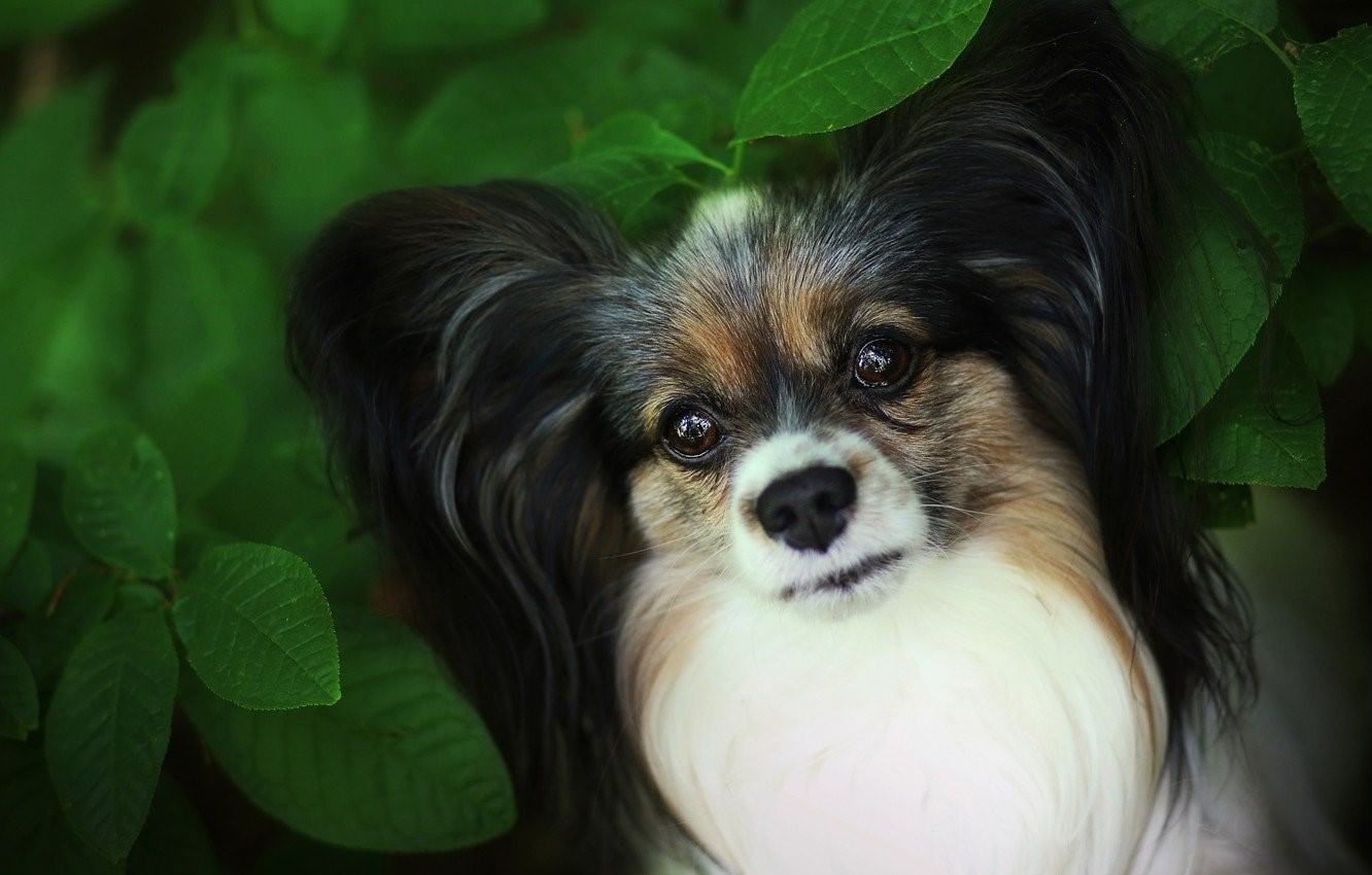 Порода собак уши бабочки фото