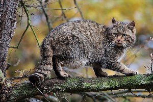 Кавказский лесной кот