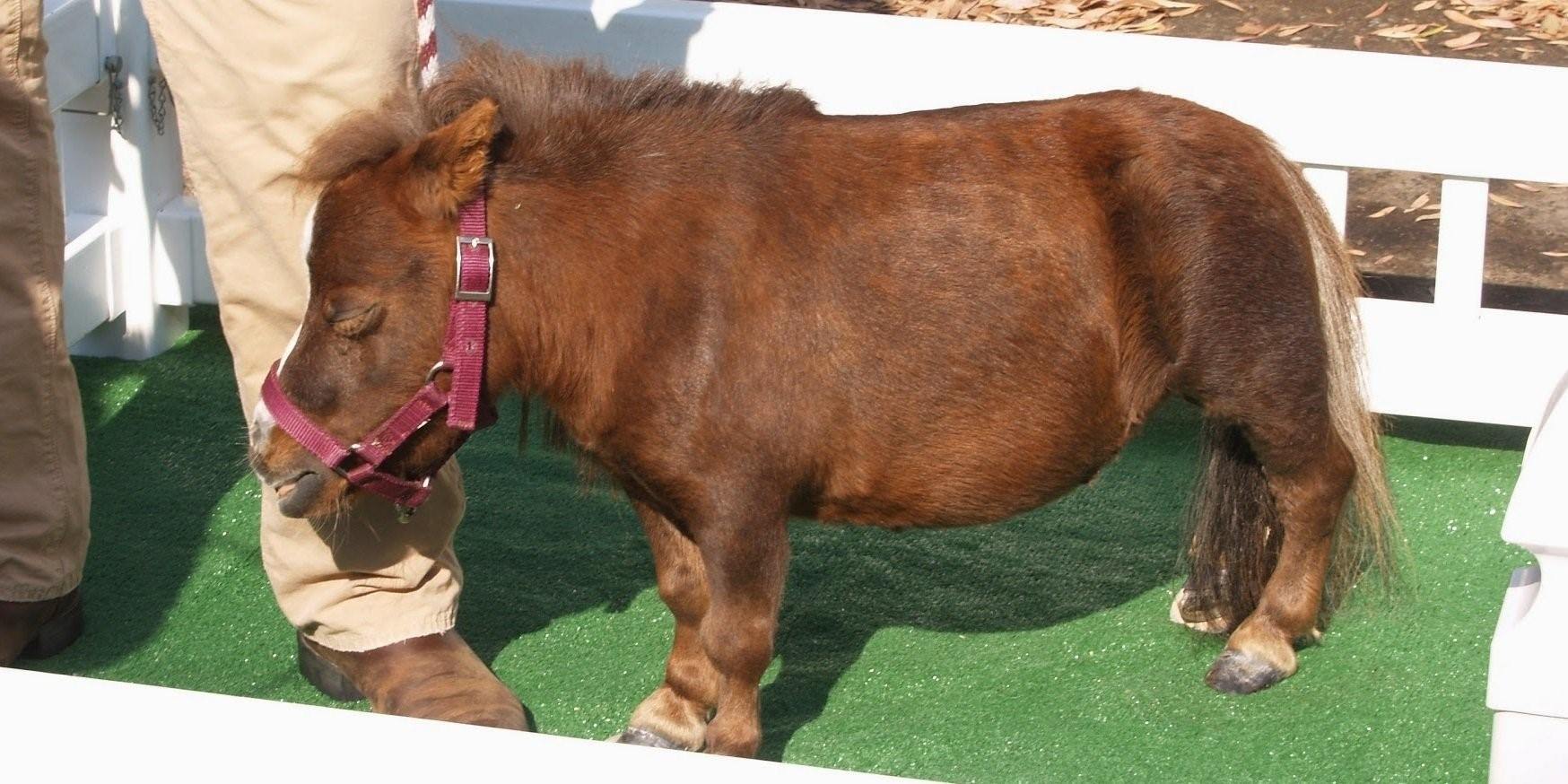 Наименьшая лошадь в мире. Самая маленькая лошадь в мире Тамбелина. Тумбалина самая маленькая лошадка. Гипофизарная карликовость у собак. Гипофизарный нанизм у собак.
