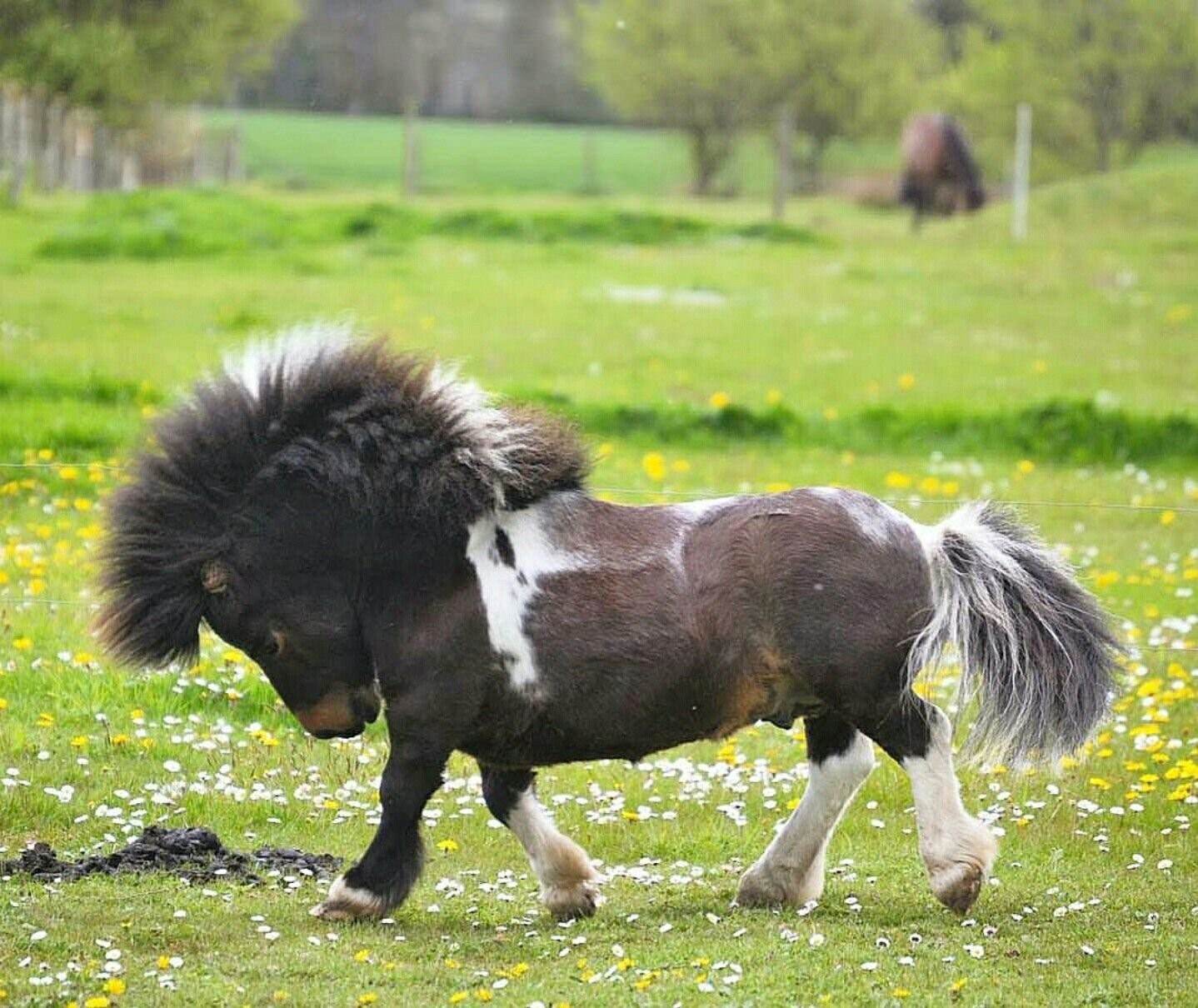 Наименьшая лошадь в мире. Лошади породы Фалабелла. Карликовая лошадка Фалабелла. Лошадь породы шетлендский пони. Пони лошадь Фалабелла.