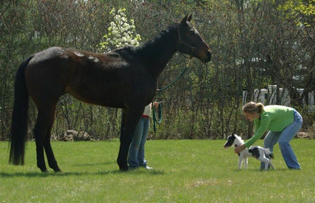 Самая маленькая лошадь в мире фото