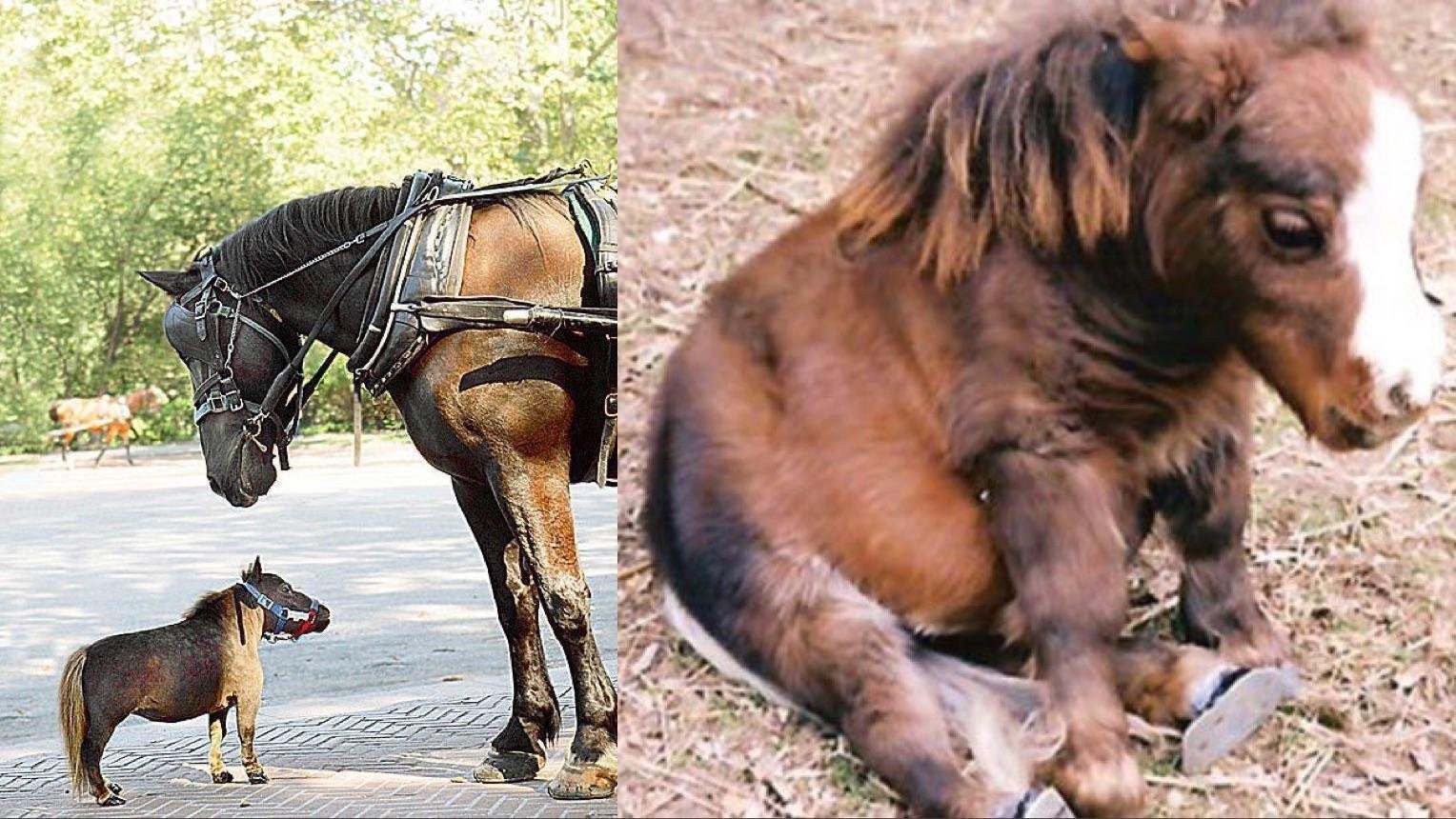 Наименьшая лошадь в мире. Литтл Пампкин лошадь. Тумбелина лошадь. Литтл Пампкин самая маленькая лошадь в мире. Тумбалина самая маленькая лошадка в мире.
