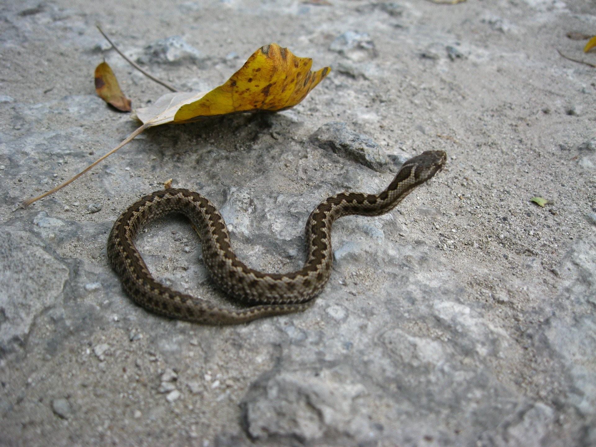 Змей волгоградской области. Змея Степная гадюка. Степная гадюка маленькая. Гадюка Степная Крымская. Степная гадюка меланист.