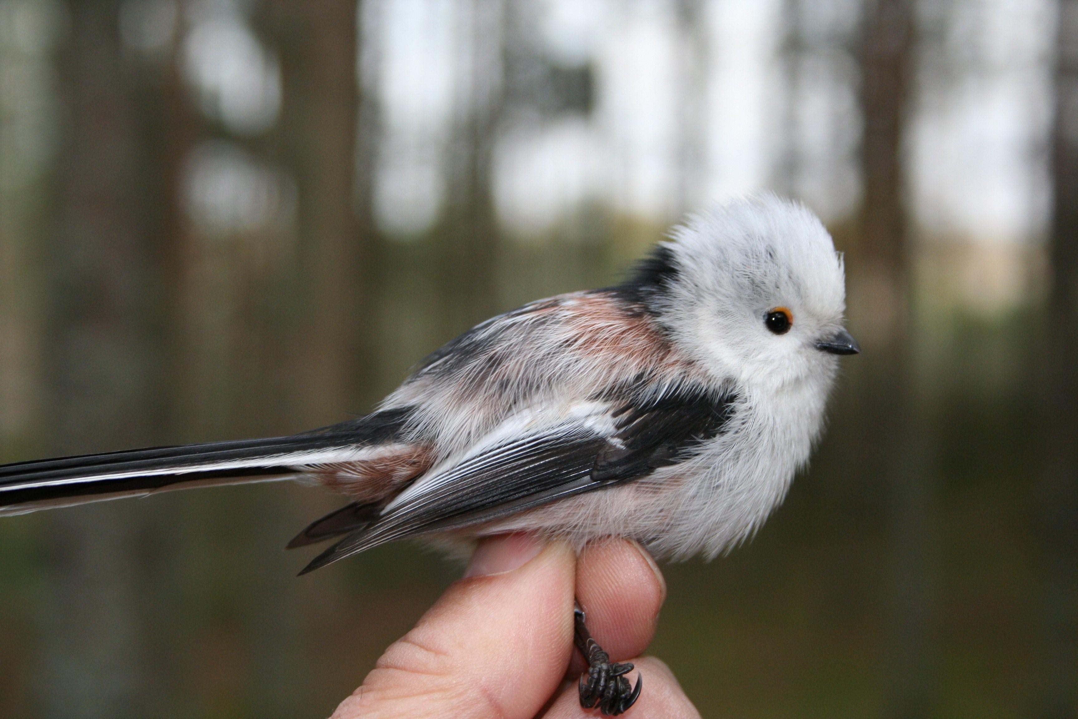 Маленькие птички калининградской области фото с названиями
