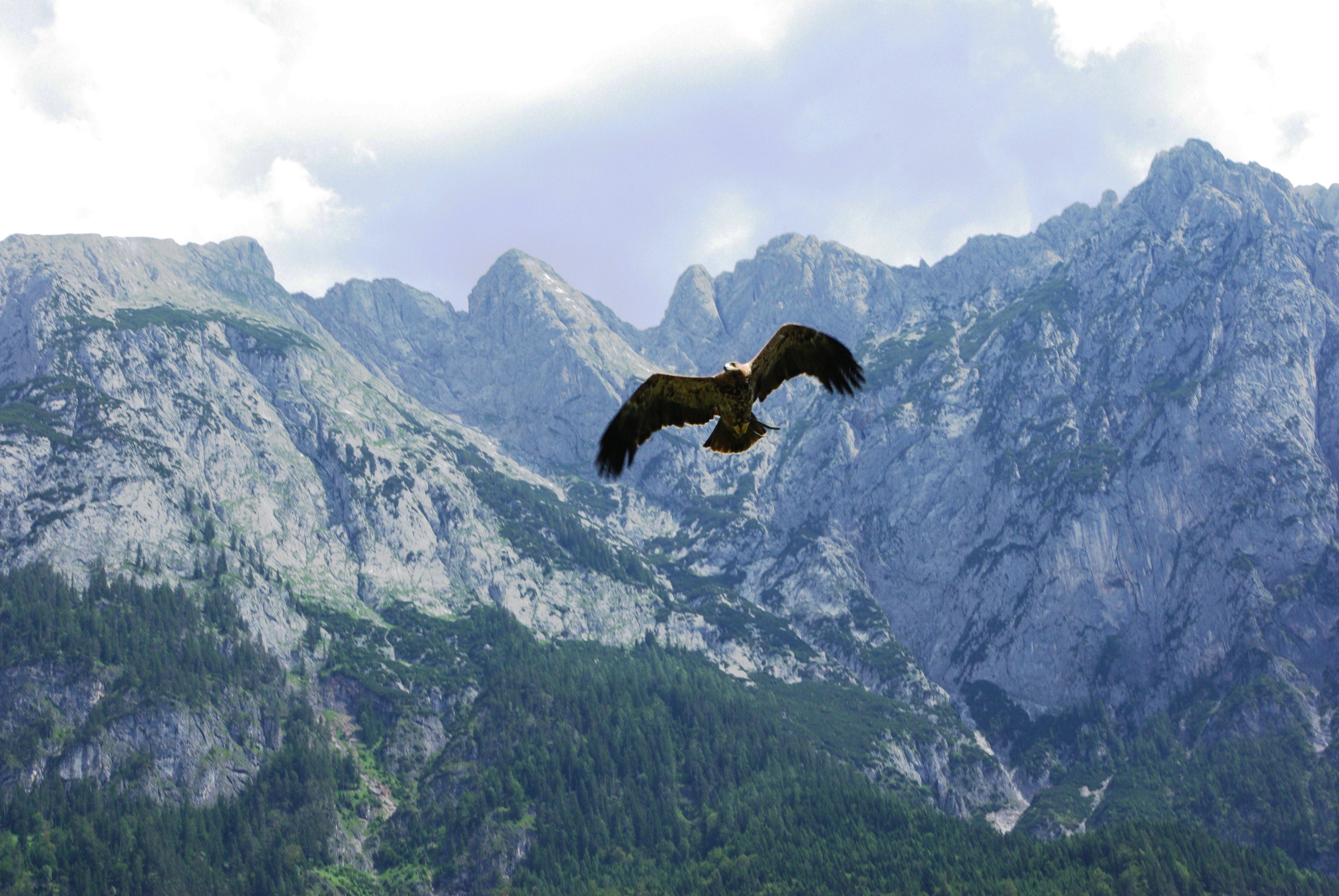 Кавказский орел фото