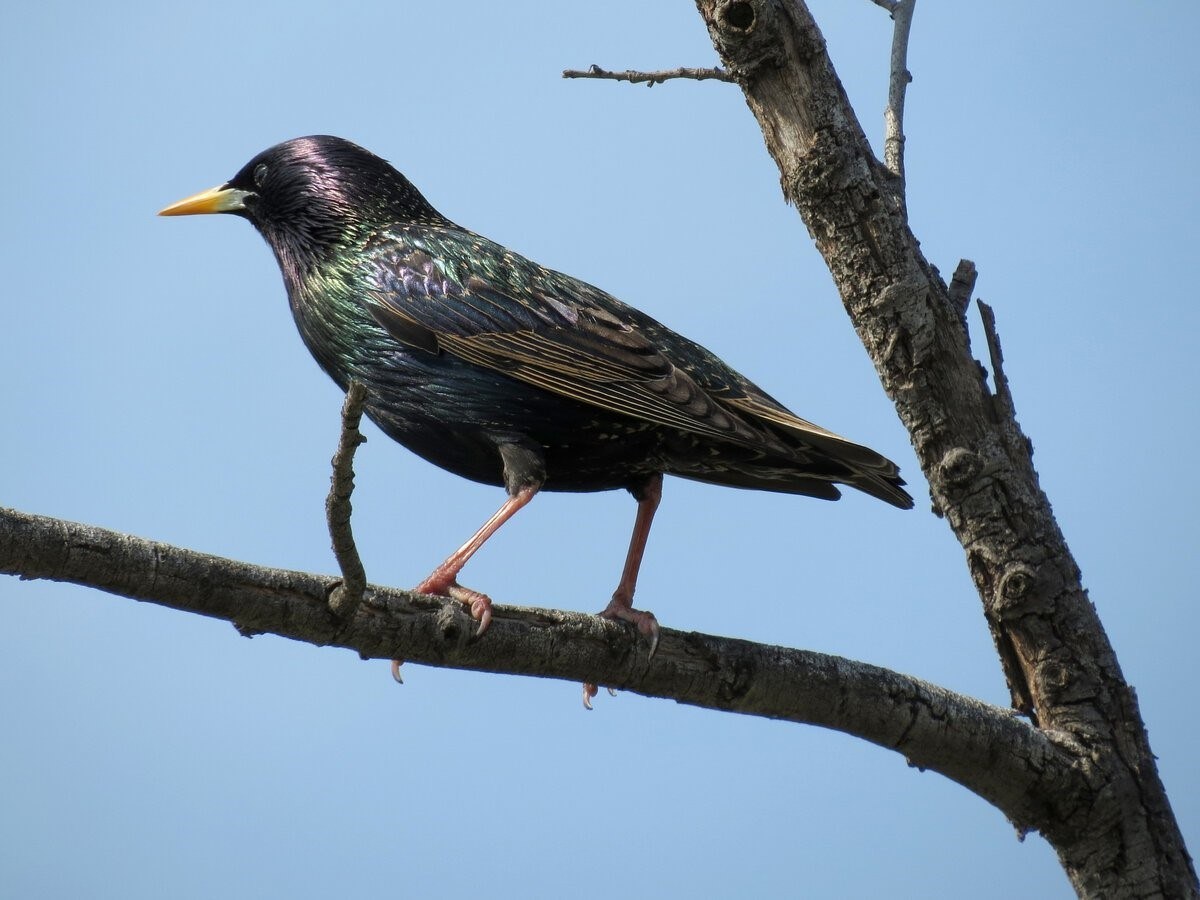 Скворцы хищные птицы. Обыкновенный скворец (Sturnus vulgaris). Обыкновенный скворец Шпак. Желтогрудый скворец. Гваделупский скворец.