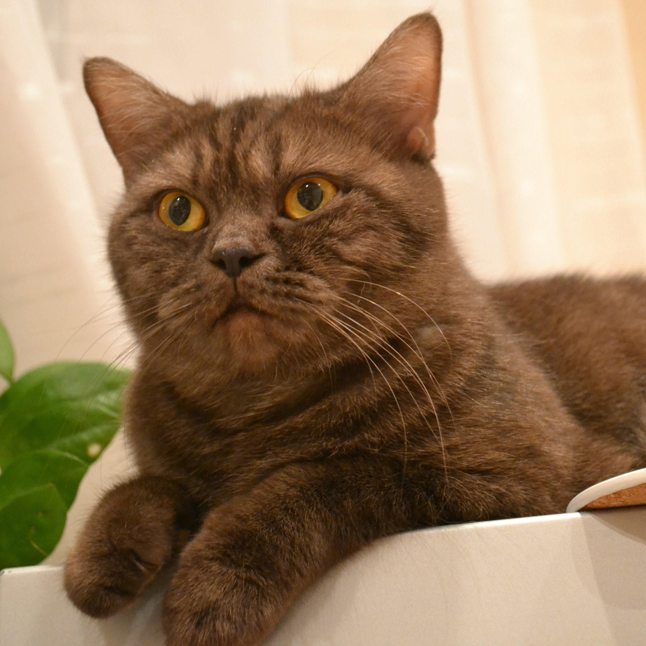 британская кошка коричневая фото