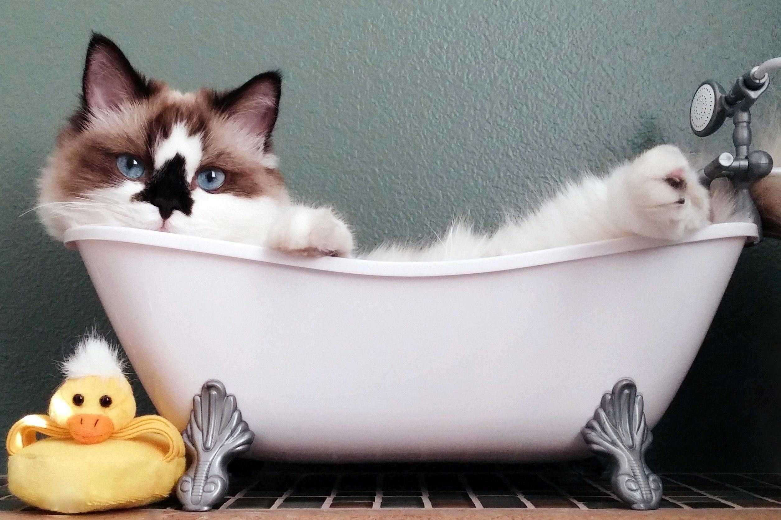 Кошечка в ванной