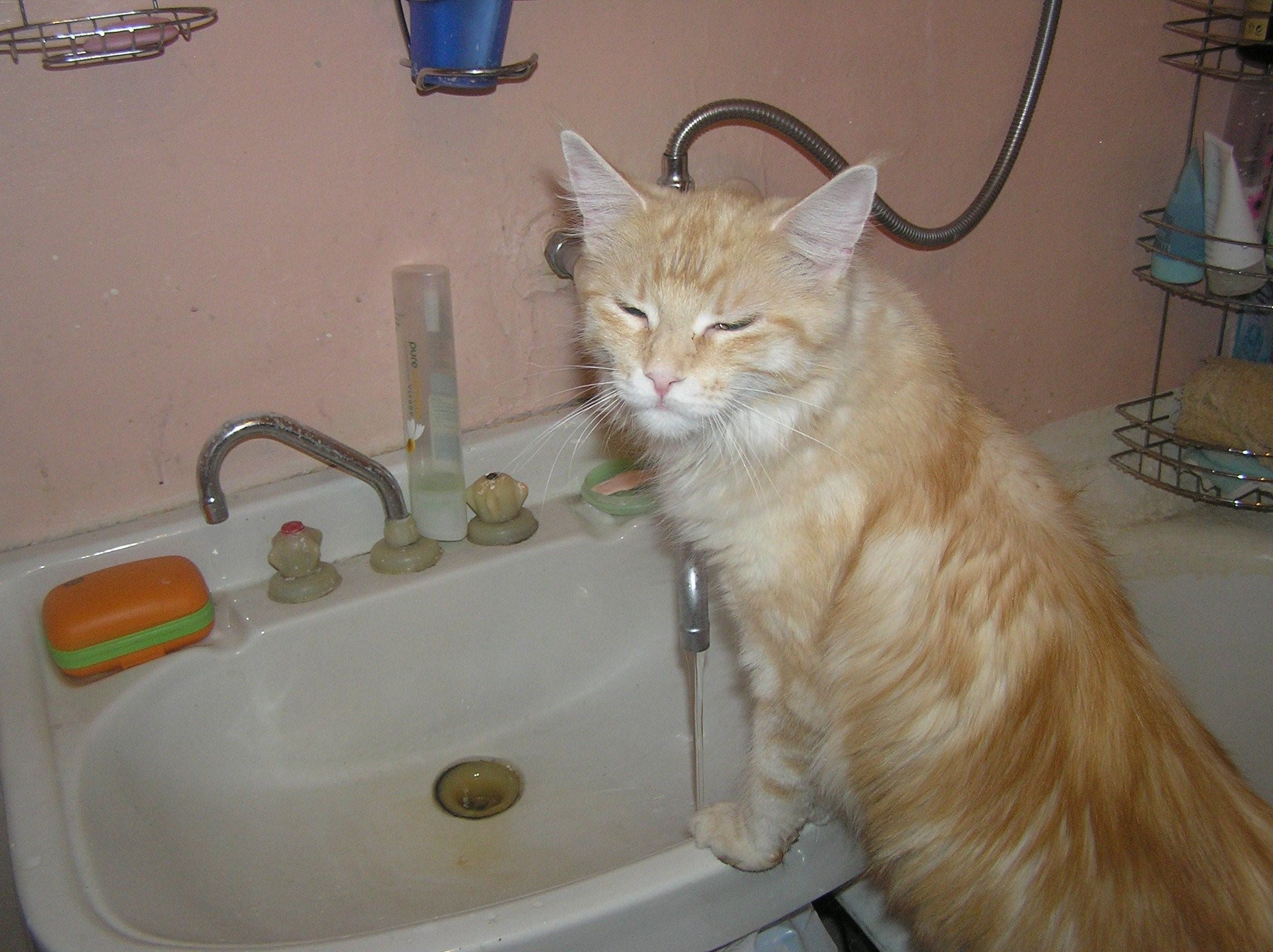 Котик в ванне. Кот в ванной. Рыжий кот в ванной. Рыжая кошка в ванне. Рыжий кот купается.
