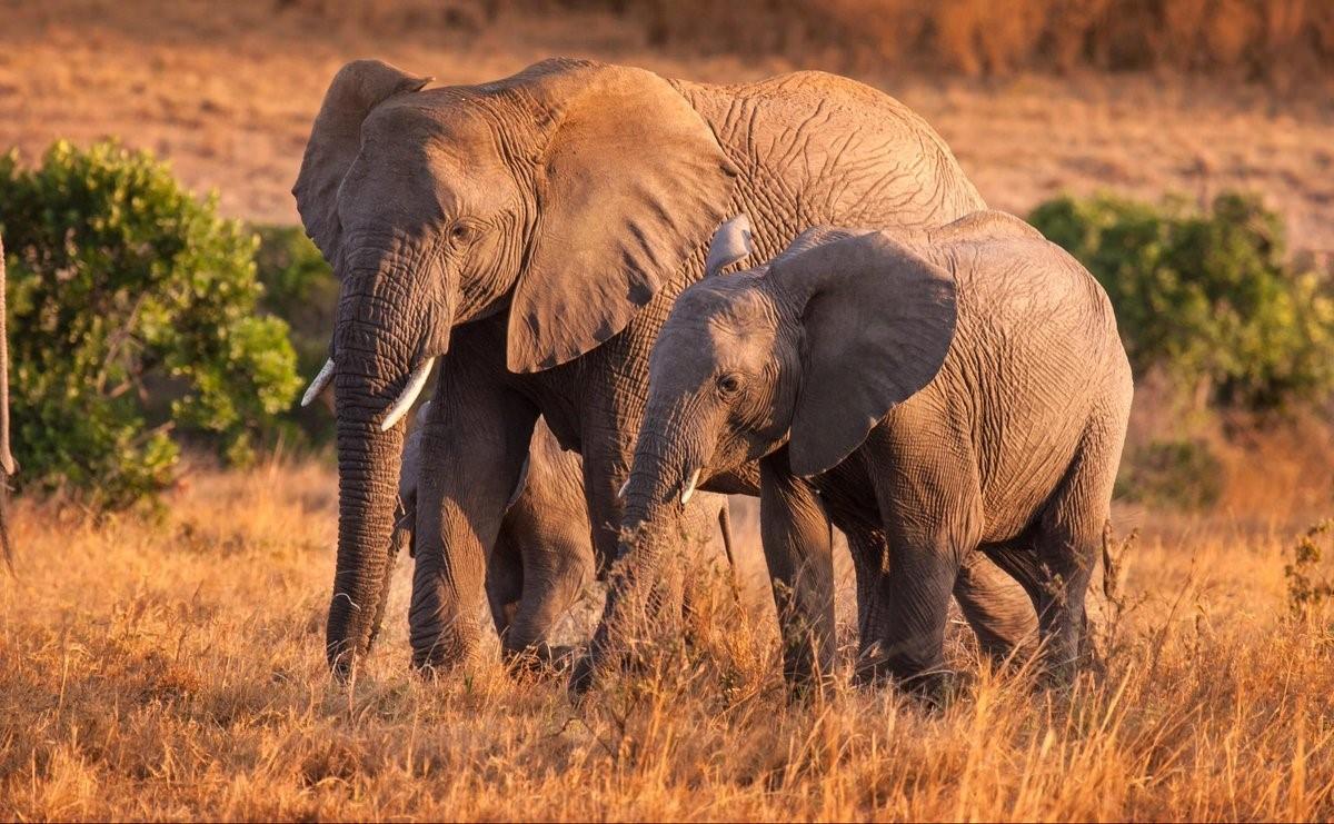 Фото африканских животных в природе