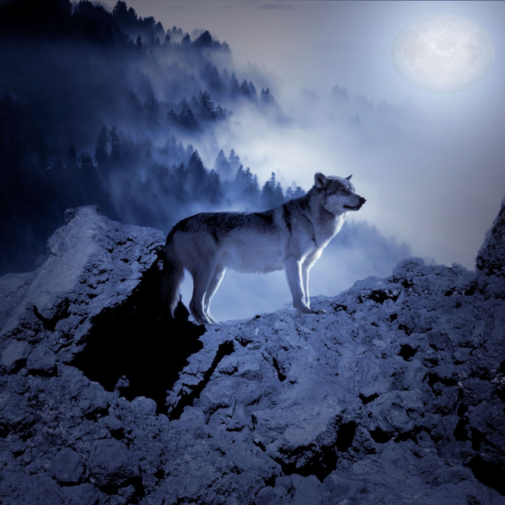Одинокий волк фото картинки