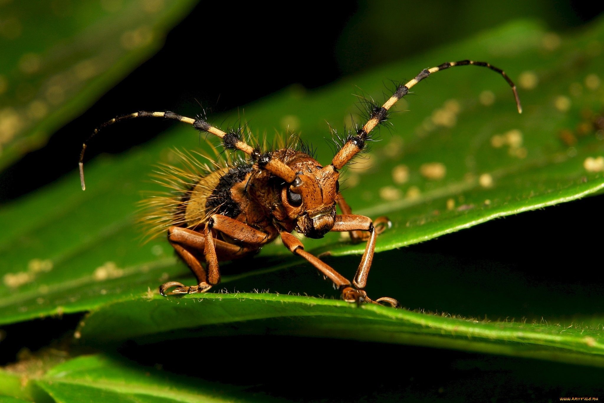 Насекомые картинки. Козявочник Жук. Тлиный Лев насекомое. Мадагаскарский кузнечик. Мохнатый муравей.