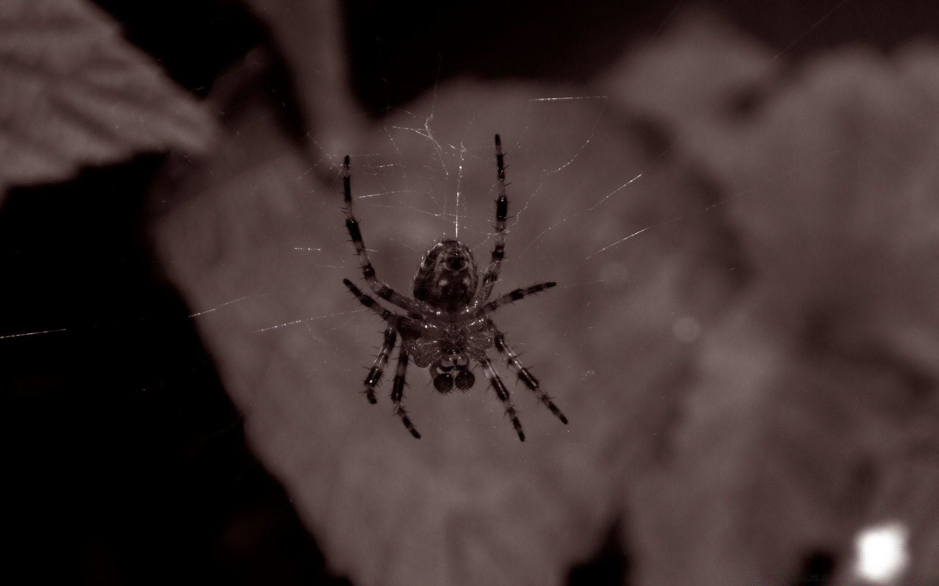 Черный паук бродяга фото