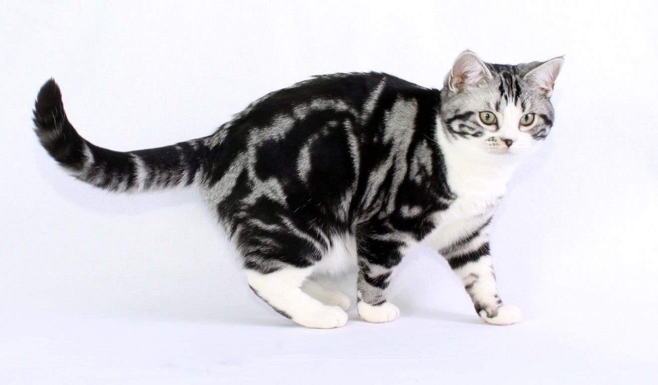 американские породы кошек с фотографиями