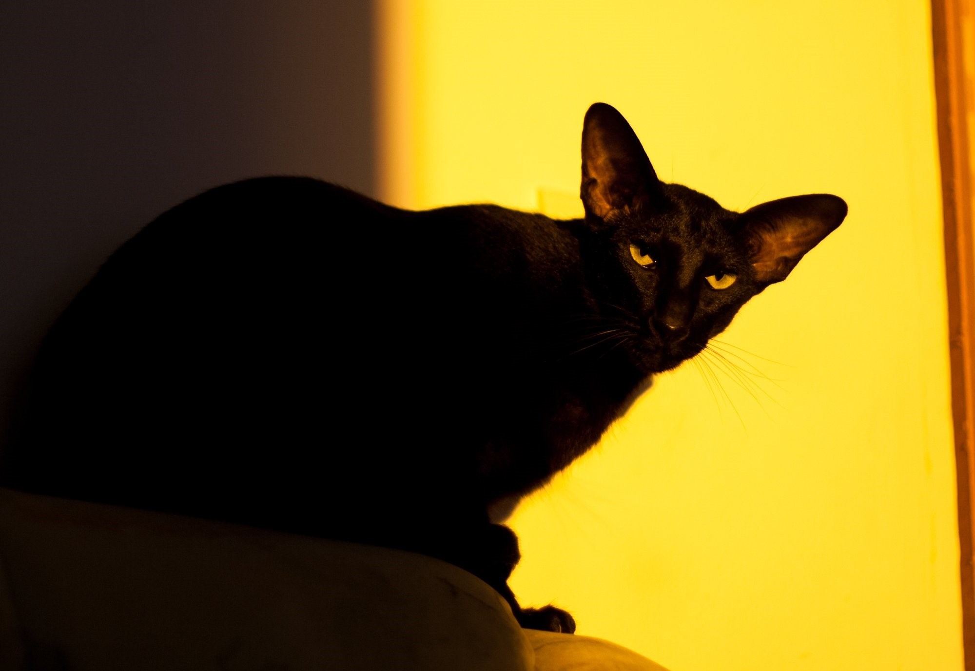 Черные абиссинские кошки фото
