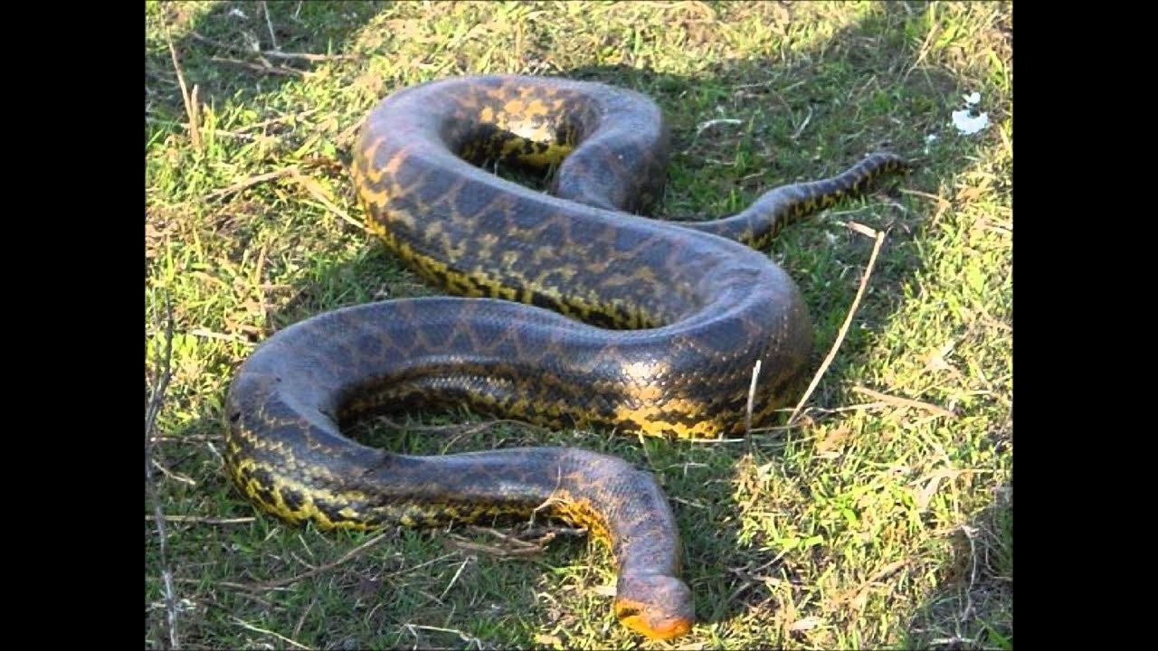 Самая большая змея в россии фото и названия