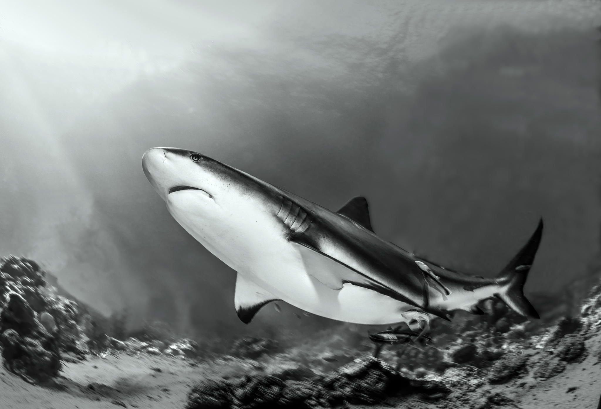 Акула белуга фото