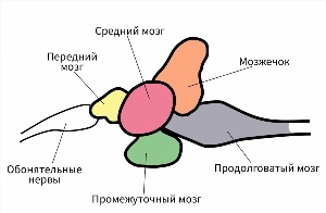 Мозг рыбы