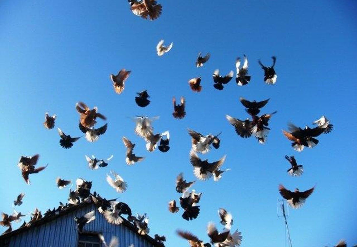 Минусы голубей. Полет бабочки Николаевский голубь. Голуби николаевские белые бабочки. Николаевские голуби. Голуби над крышей.