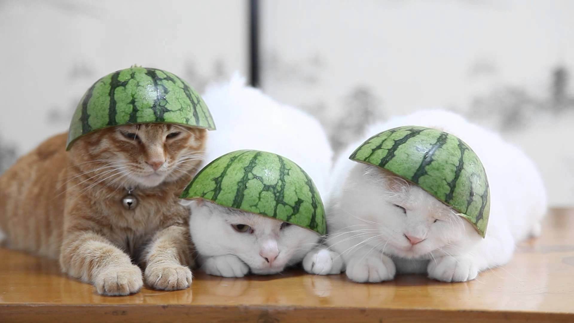 Кошка с арбузом на голове
