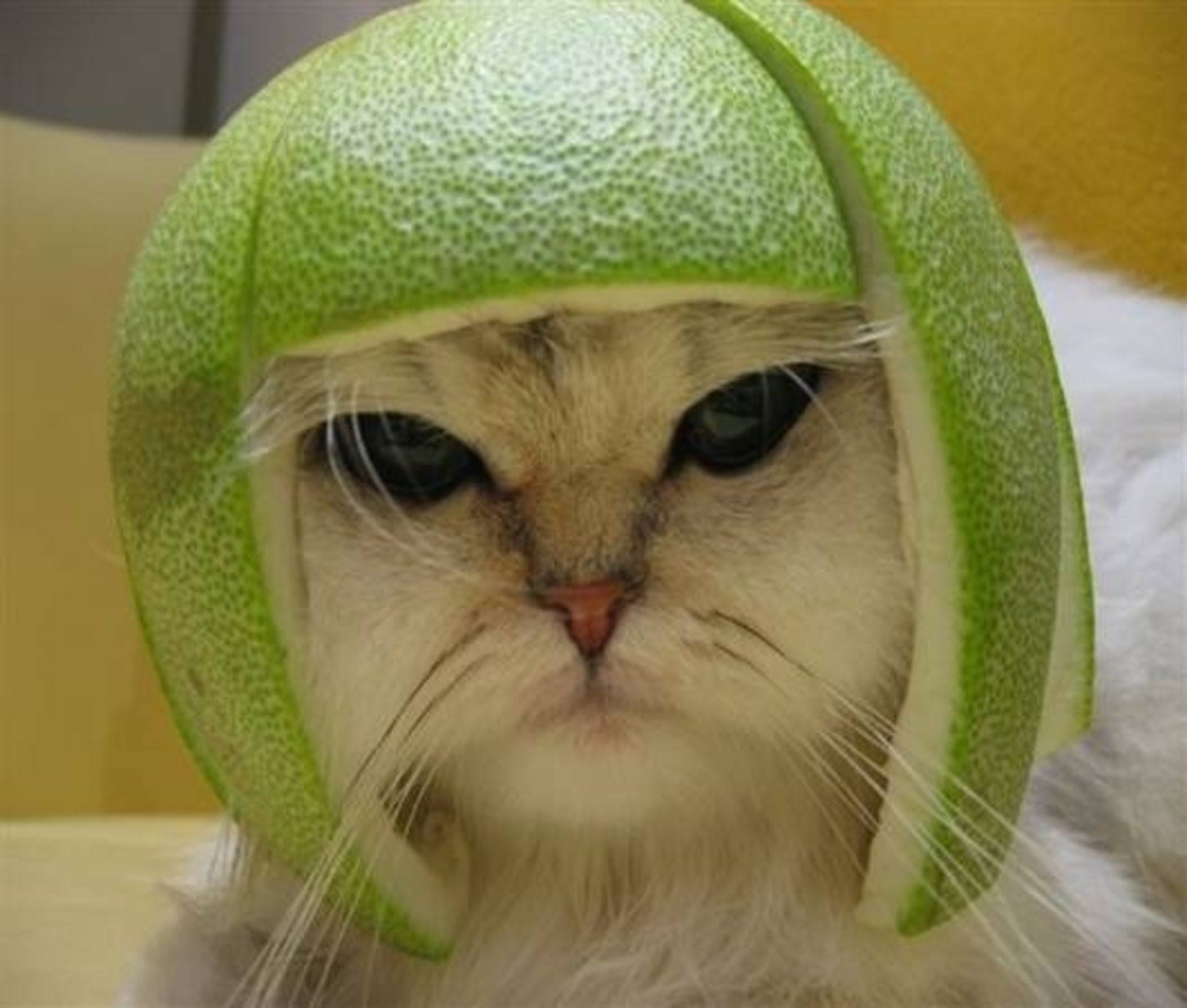 Кошка с арбузом на голове