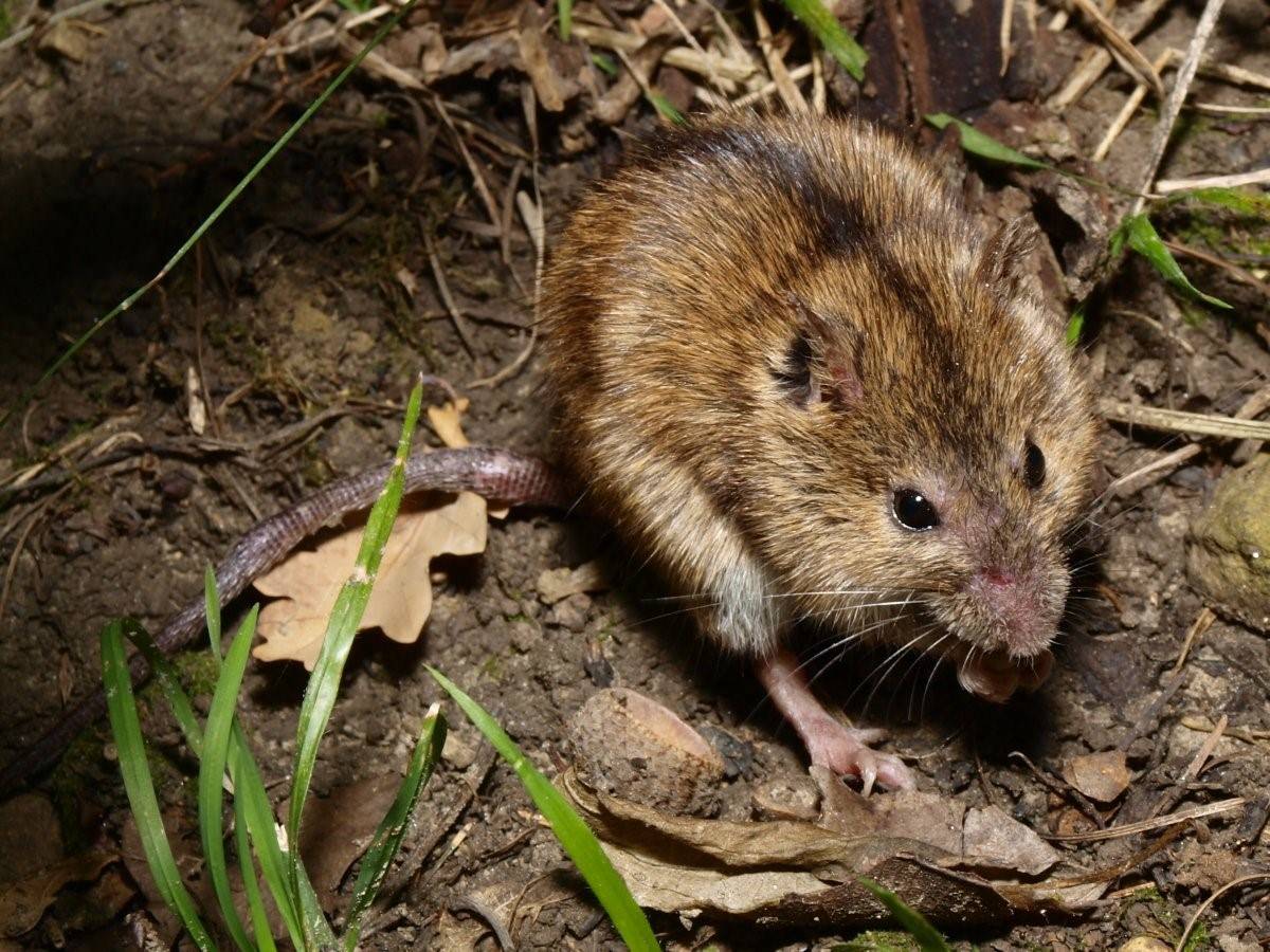 Средняя мышь. Полевая мышь Apodemus agrarius. Обыкновенная полёвка. Мышь Лесная полевка. Мышь полевка водяная.