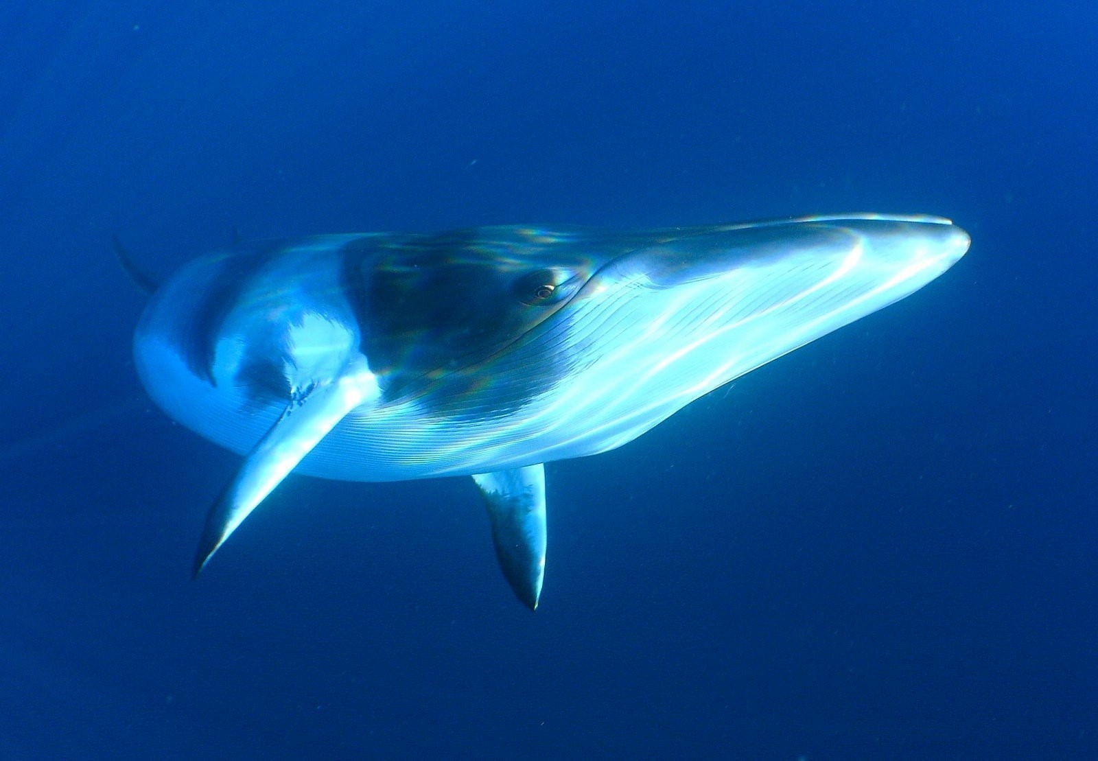Животное красный кит фото